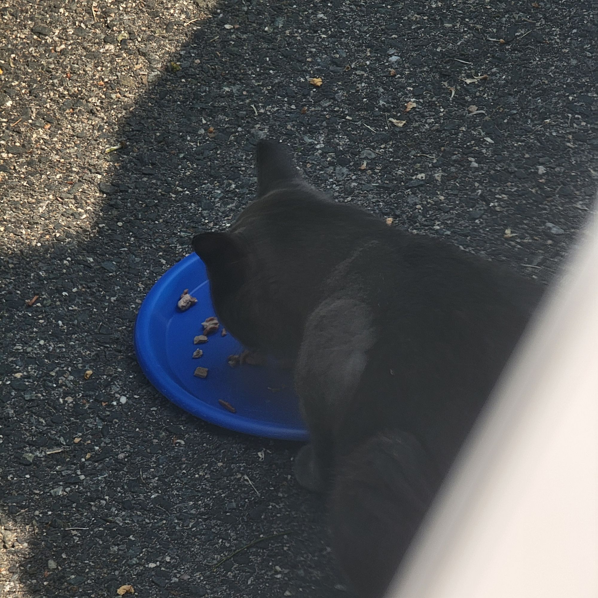 This is Smokey while eating breakfast. I could barely see him, but I saw this.