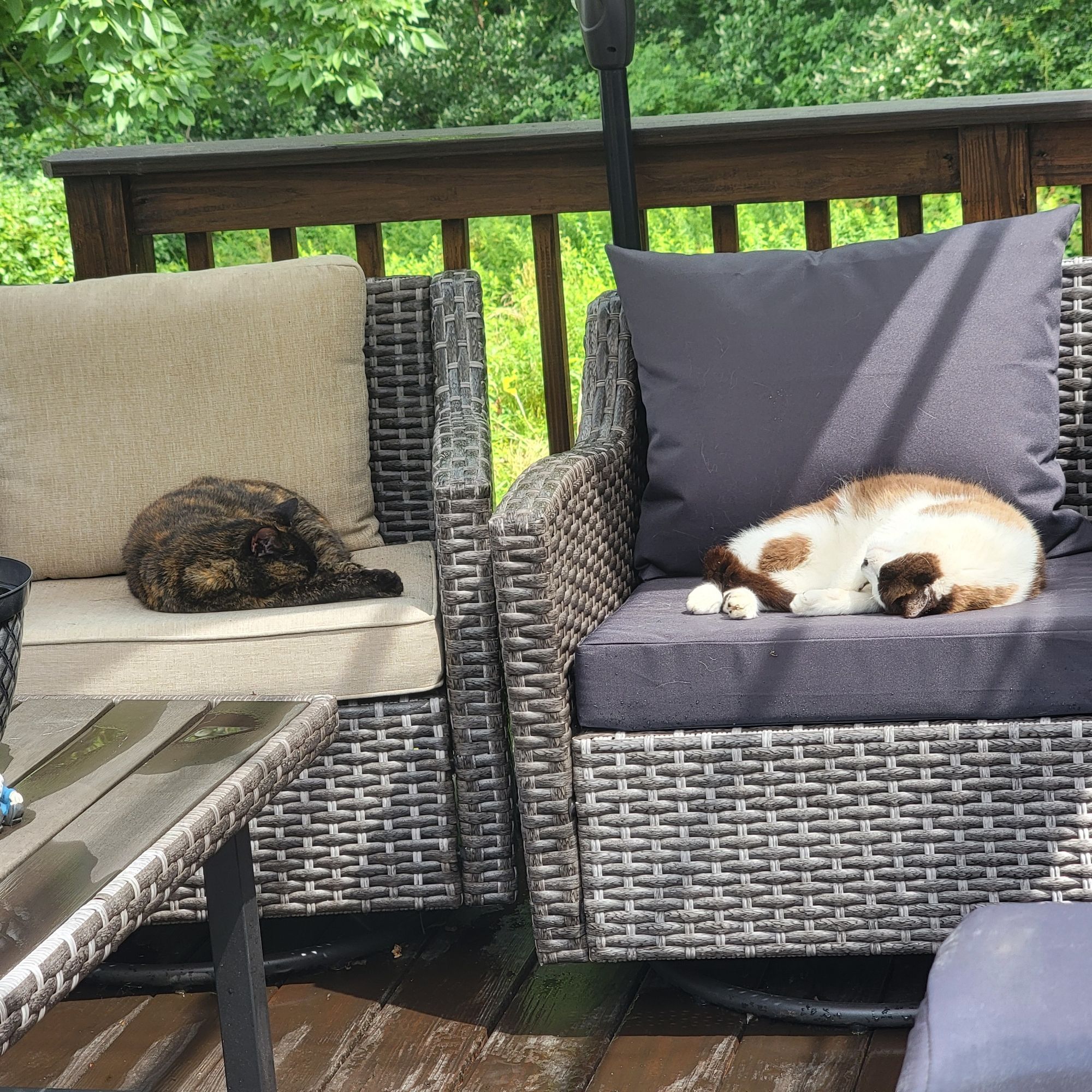 This is Lilo and Oreo napping on the deck furniture.