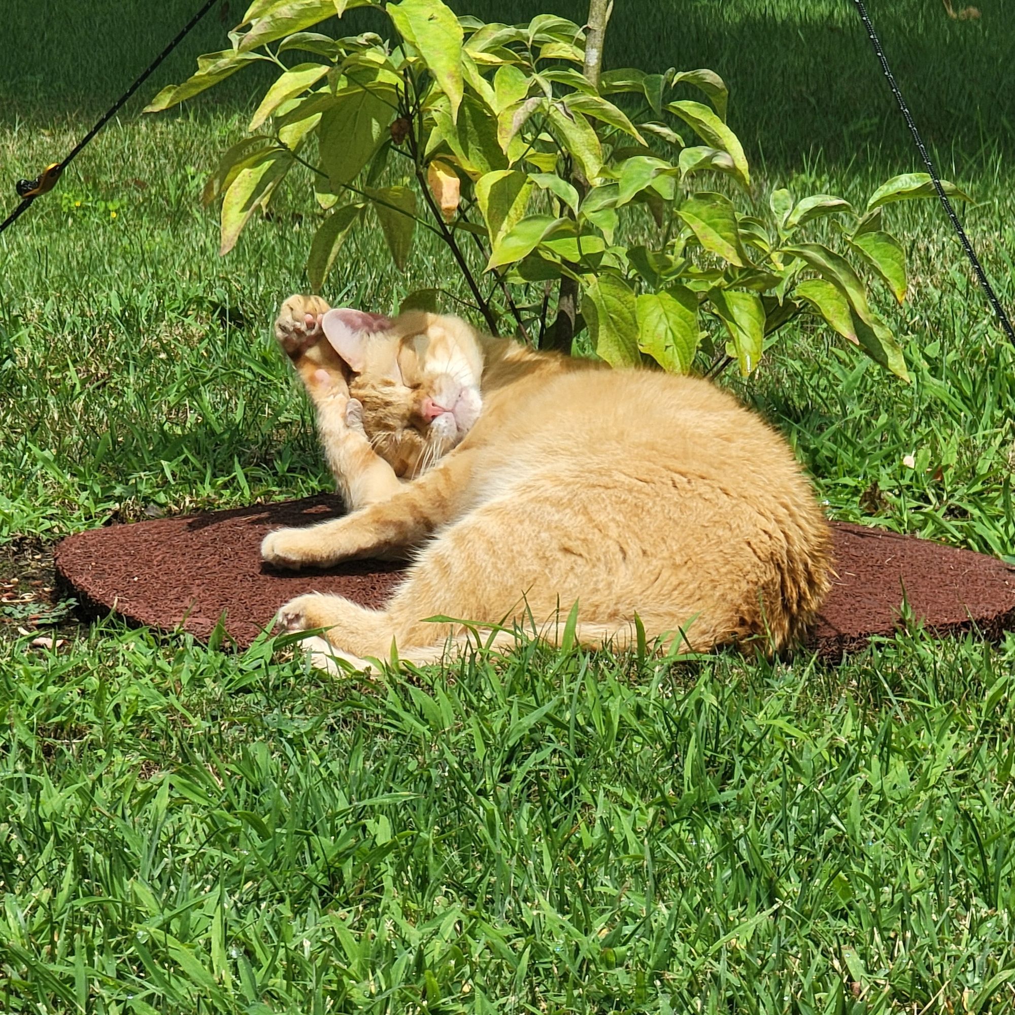 Momo is grooming himself in the yard after eating lunch.