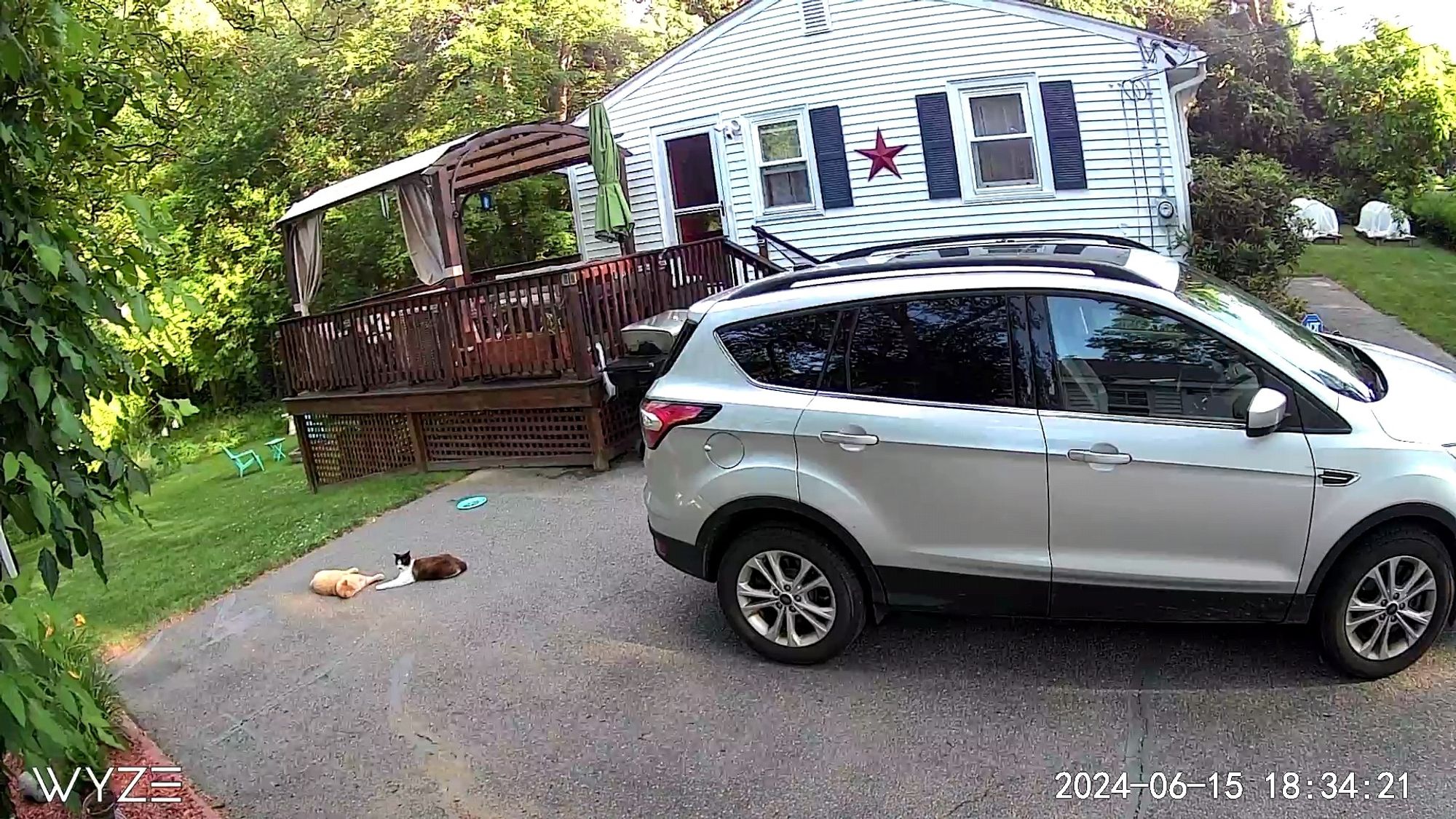 Momo and Oreo are laying next to each other in the driveway.