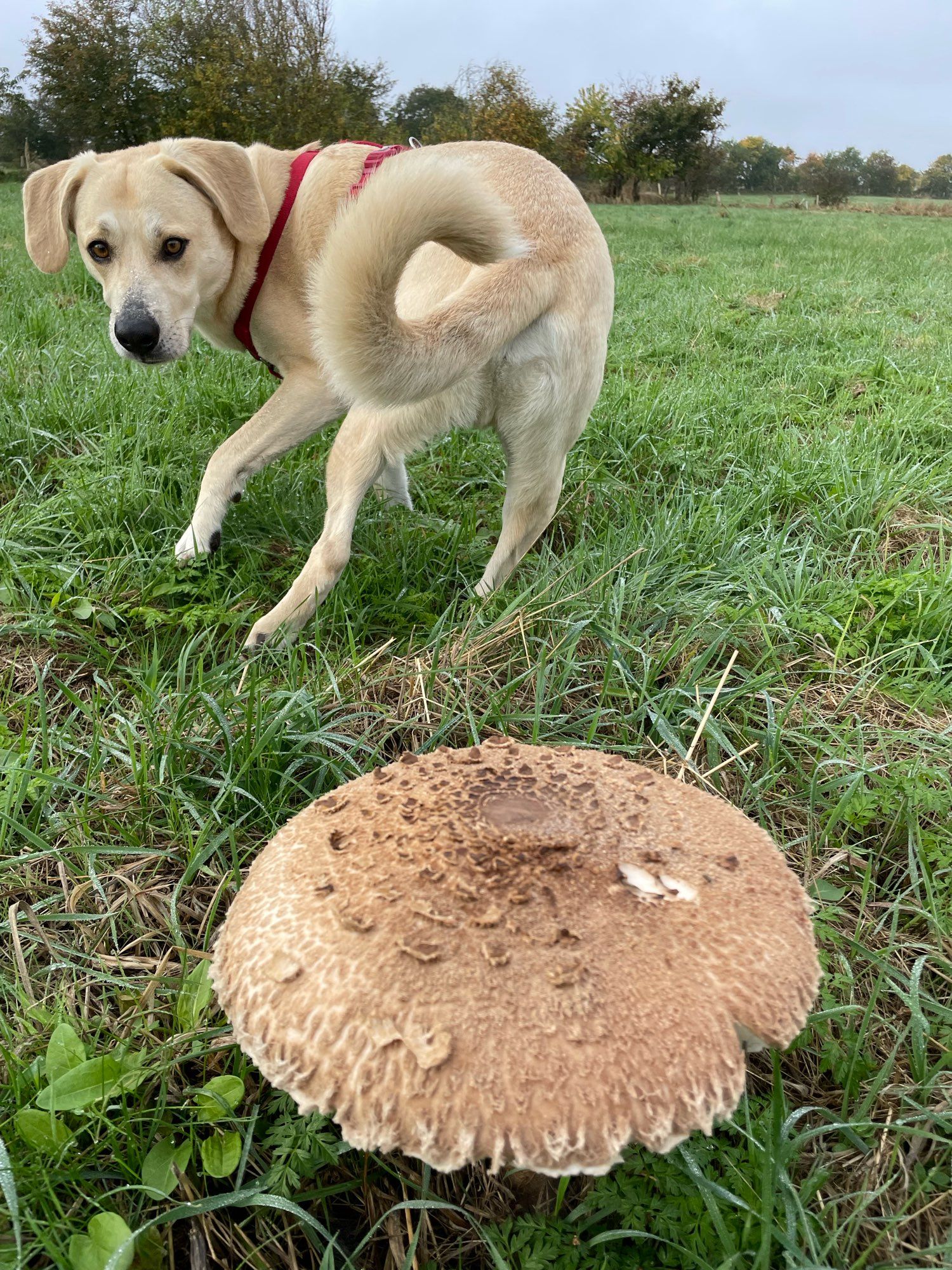 Im Vordergrund ein Riesenschirmling auf einer Wiese. Im Hintergrund ein Hund, der dem Pilz weglaufend anschaut.