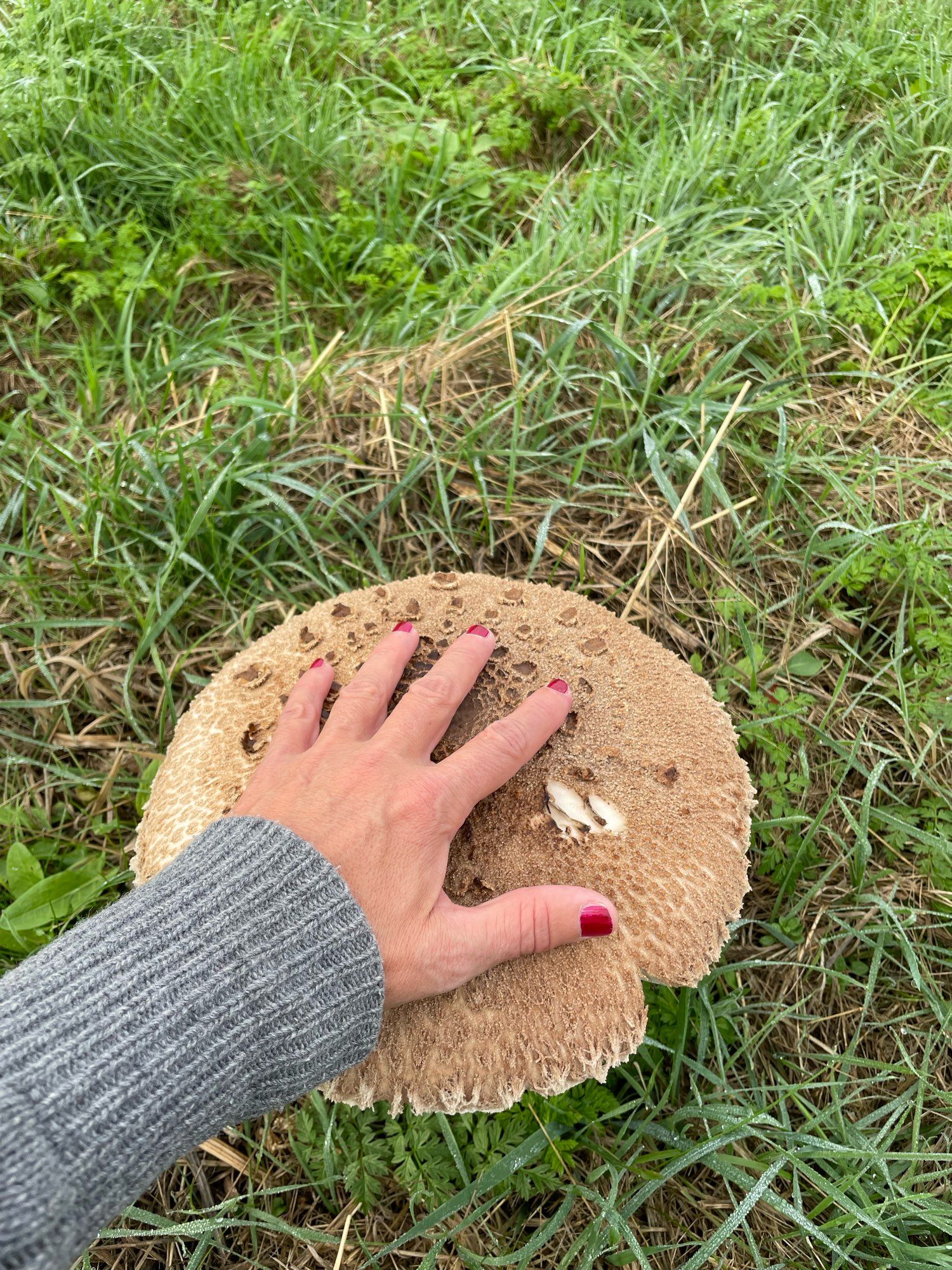 Parasol mit aufgelegter Frauenhand. Der Pilz steht auf einer Wiese, die Hand ist gespreizt und der Pilz xxl unter der Hand.