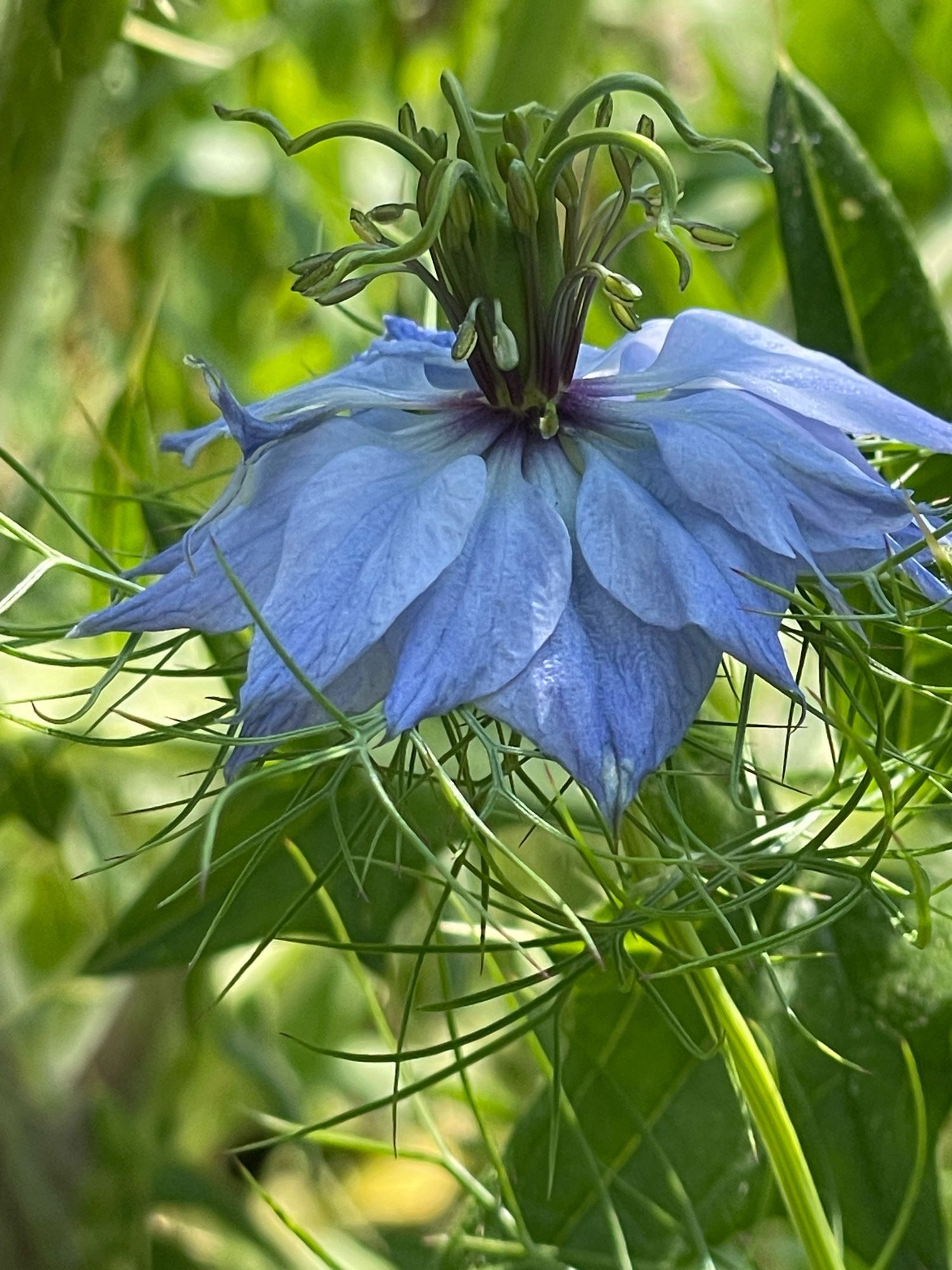 Eine Blüte der ‚Jungfer im Grünen‘ vor verschwommenem grünen Hintergrund