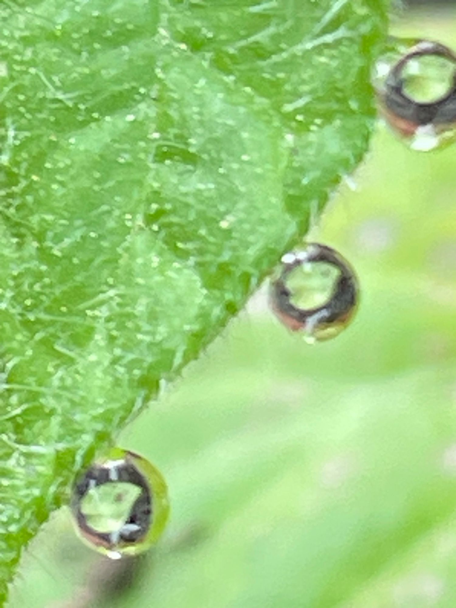 3 Wassertropfen am Blattrand einer Tomatenpflanze. In den Tropfen spiegelverkehrt jeweils ein Blatt der Tomatenpflanze. Links an den 3 Tropfen ein Teil eines Blattes, der Hintergrund ist grün verschwommen.