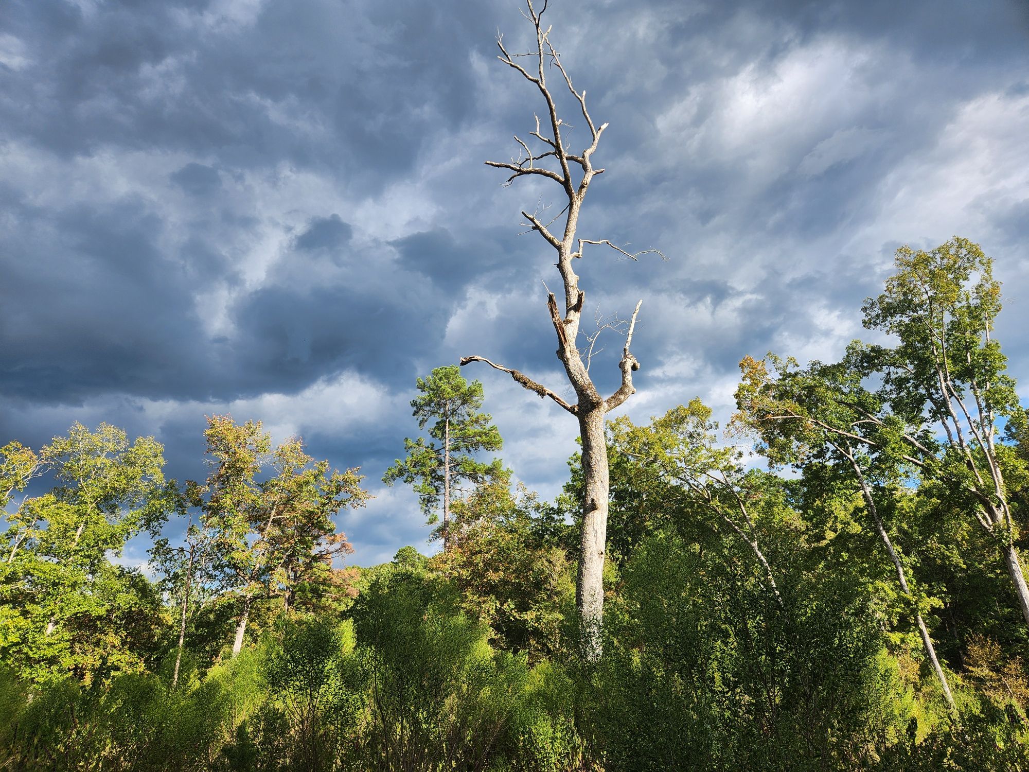 Brightly lit trees standing against a backdrop of dark clouds. The tallest is a stark white dead tree with bare branches.