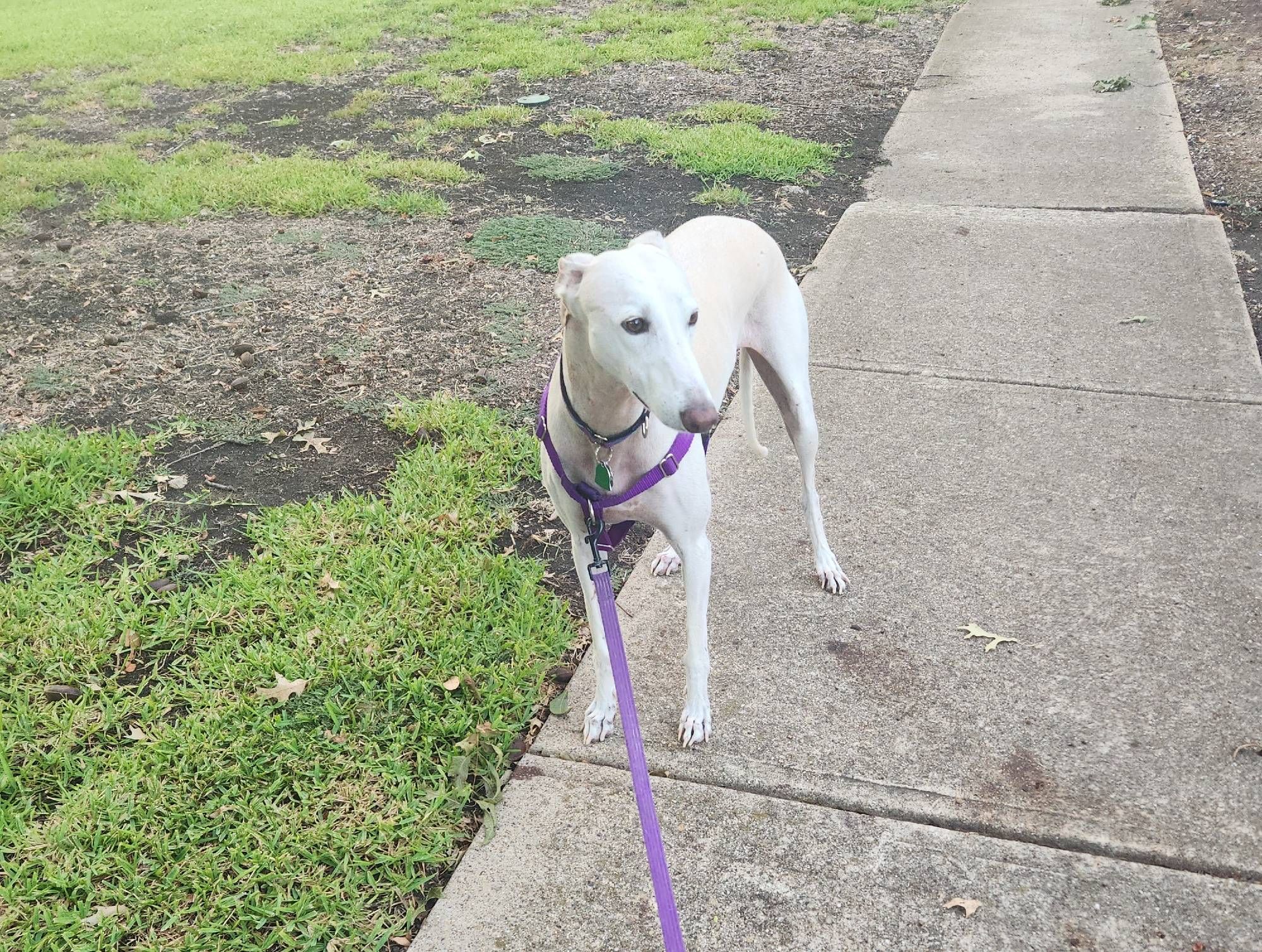 Champagne colored greyhound mix out for a neighborhood walk with a purple harness and leash.