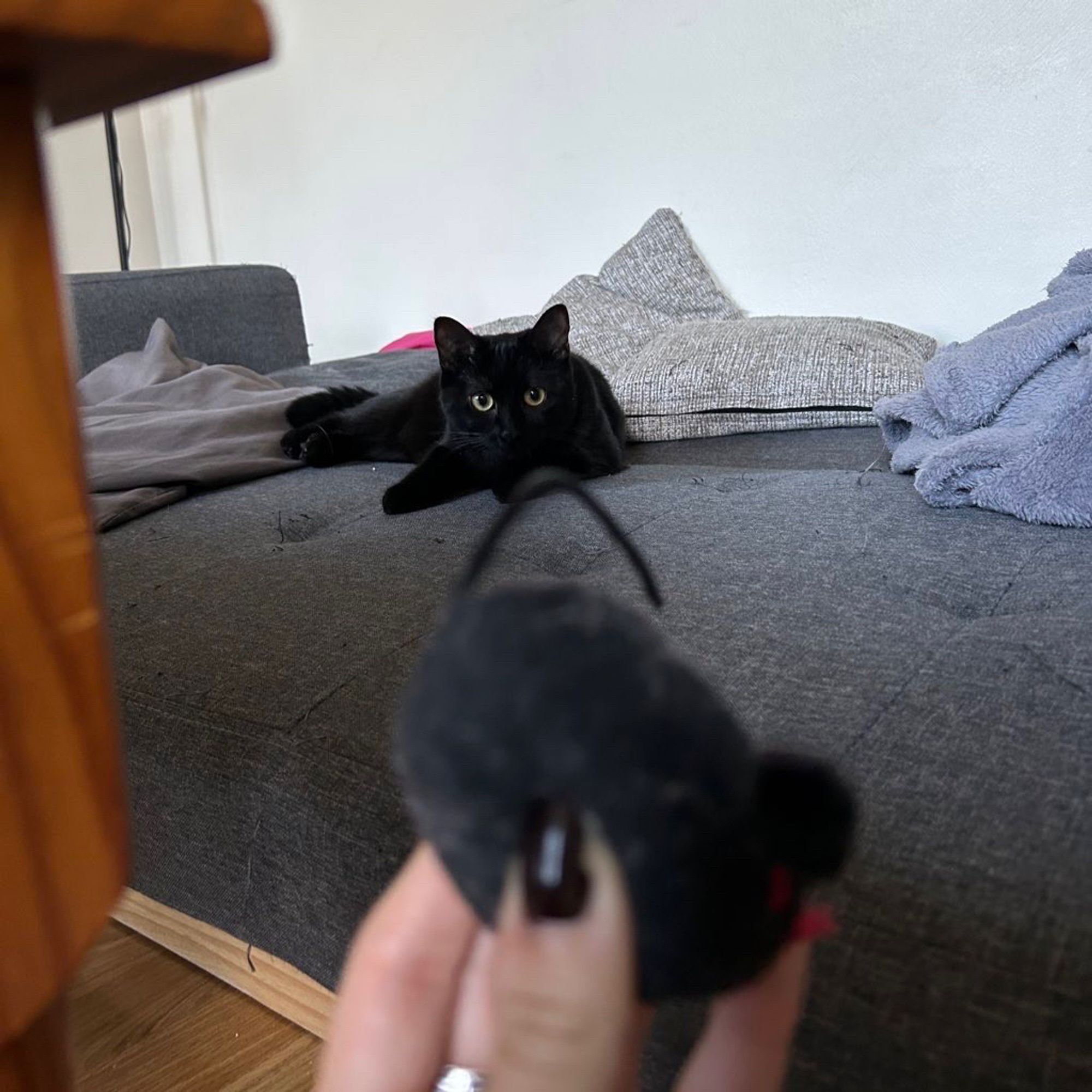 Photo de Tsuki (mon chat noir) avec ma main qui tient sa souris (son jouet préféré)