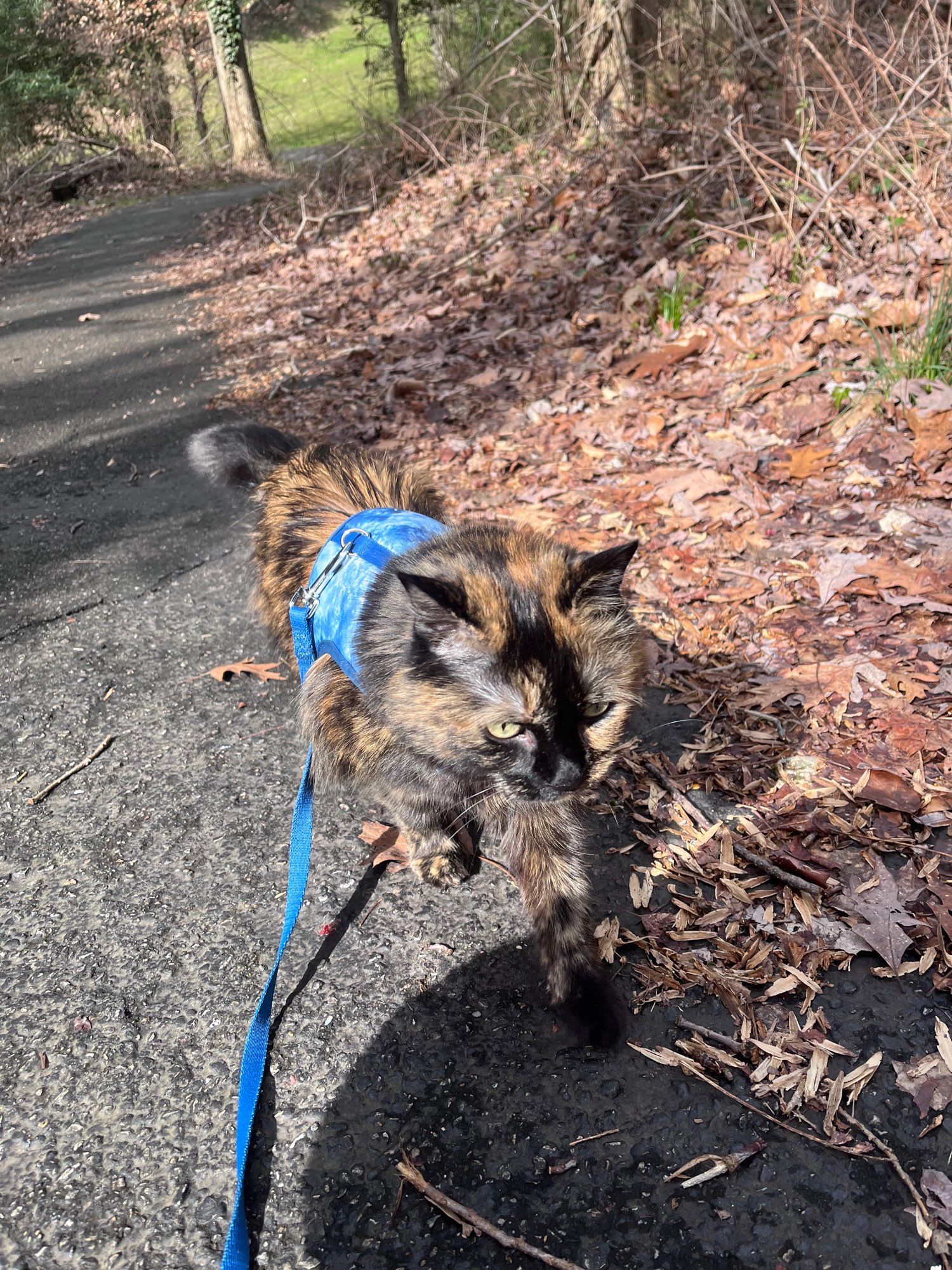 Ruthie trotting down a trail on her leash. Ruthie is a tortoiseshell cat by the way