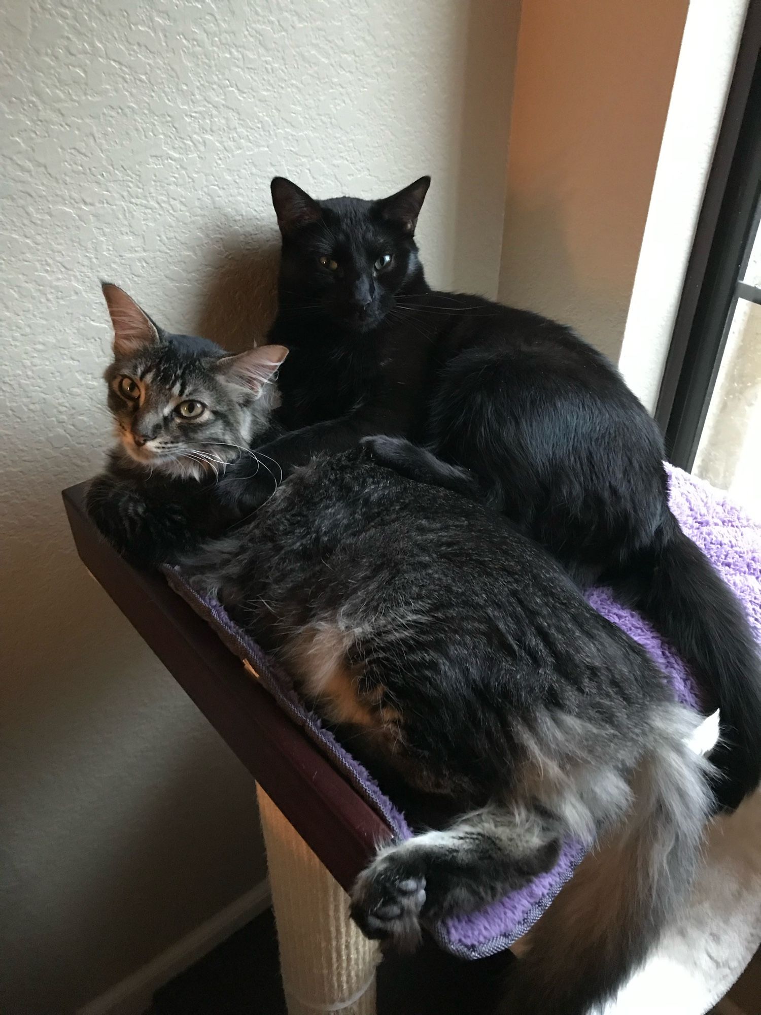 Lounging side to side together cuddling, 2 meowkins happy as can be