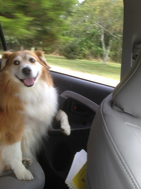 A brown and white dog. He is sitting in the back seat of a car, and has one paw holding on to the door handle, because he doesn’t trust my mother’s driving. He’s facing the camera and smiling. He’s a very good boy. 