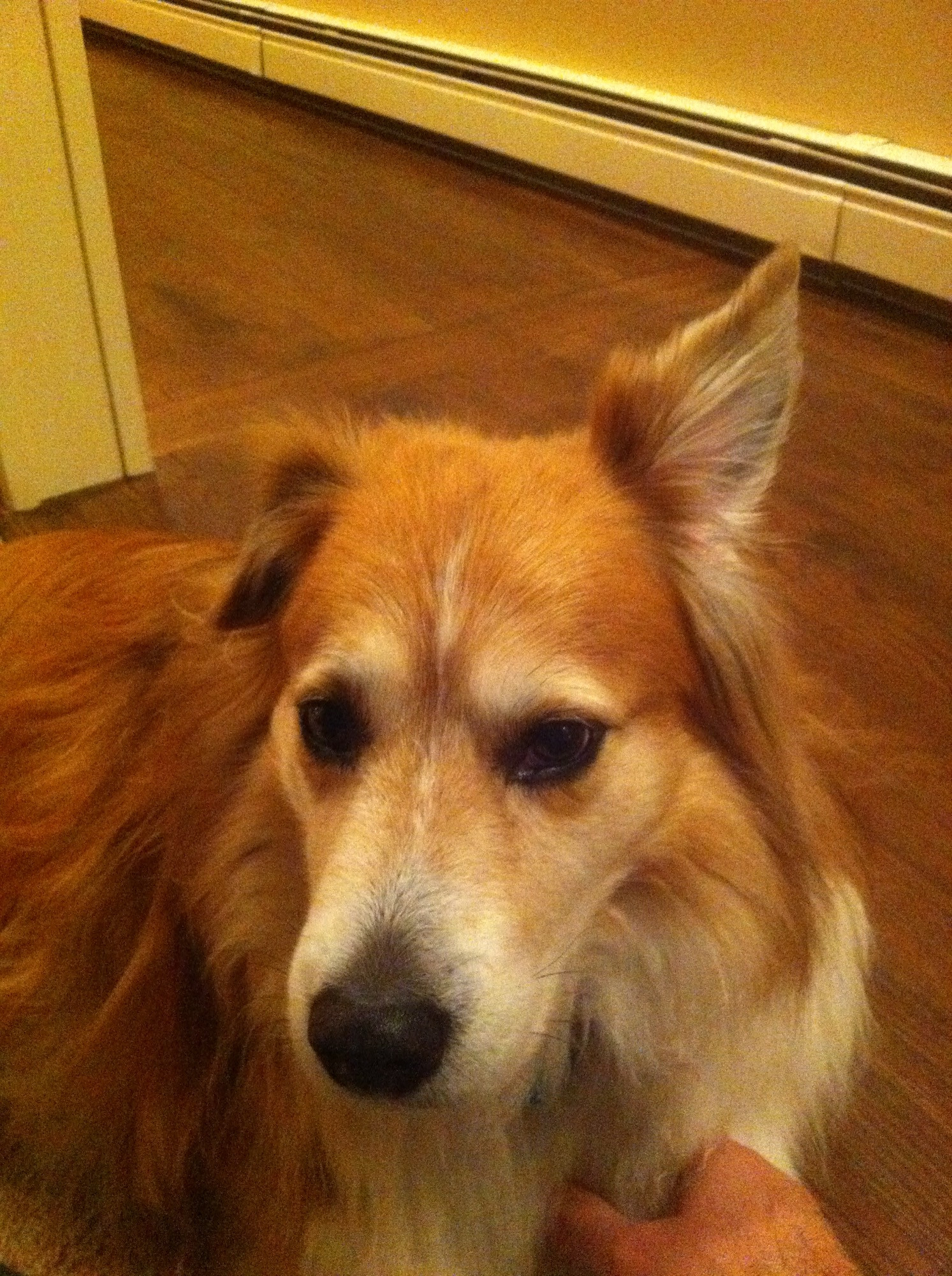 A brown and white dog, with one ear up and one ear down. He’s a very good boy. 