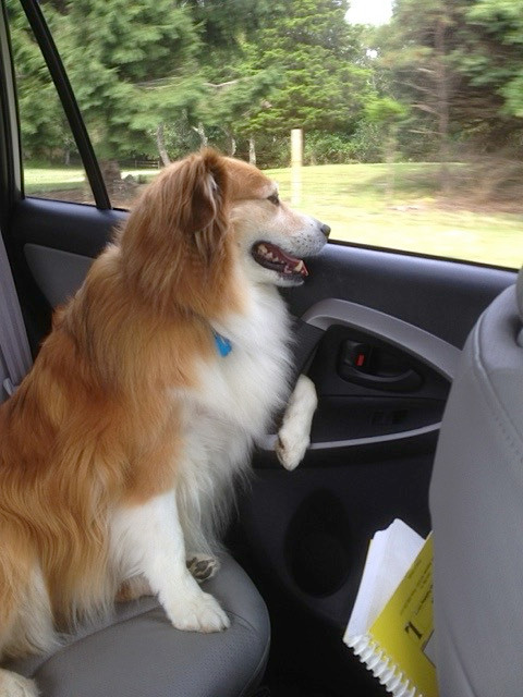A brown and white dog. He is sitting in the back seat of a car, and has one paw holding on to the door handle, because he doesn’t trust my mother’s driving. He’s looking out the window, and smiling. He’s a very good boy. 