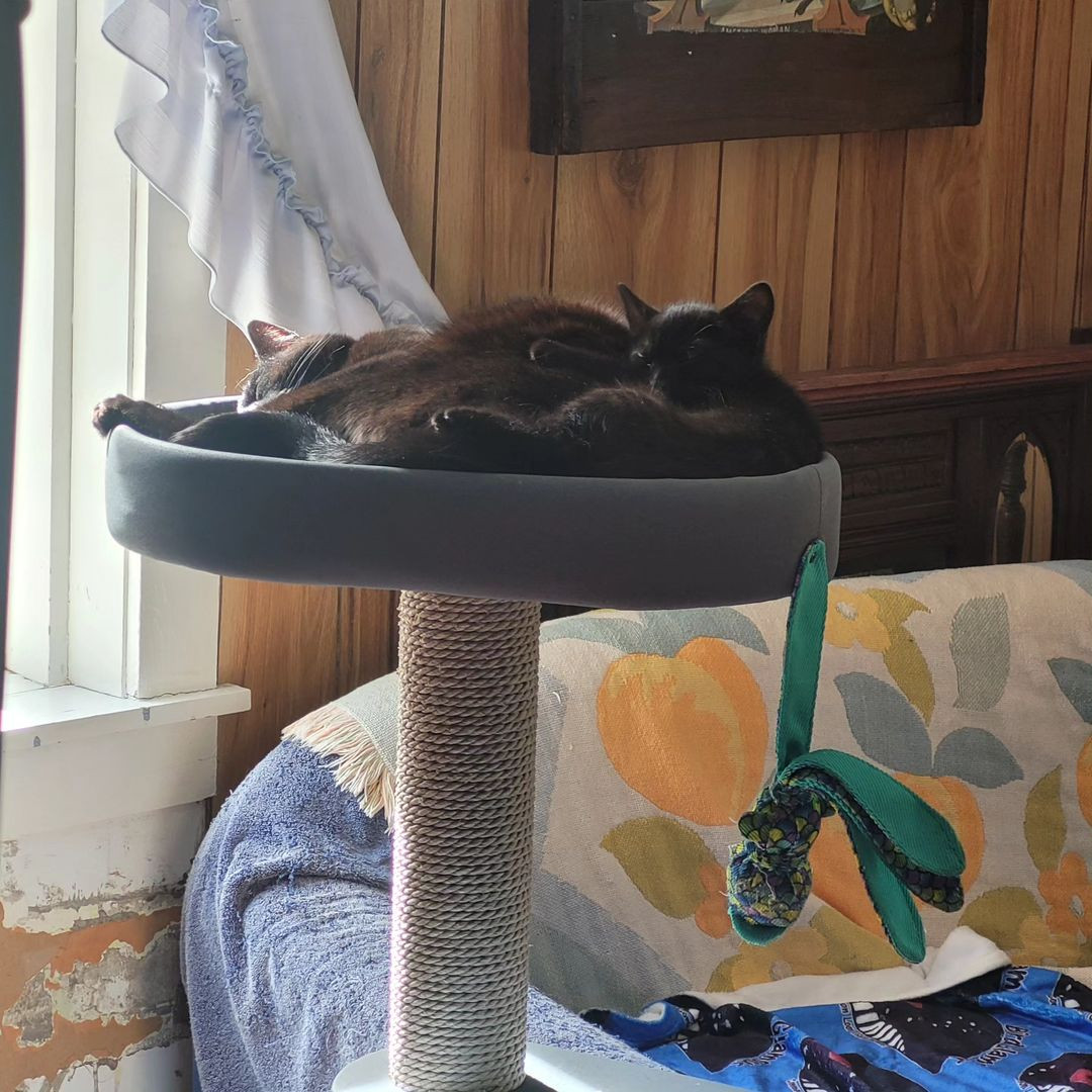 top perch of a blue cat tree where two black cats are peacefully napping, the larger male taking up two thirds while the smaller female is cuddling at his bum in the last third