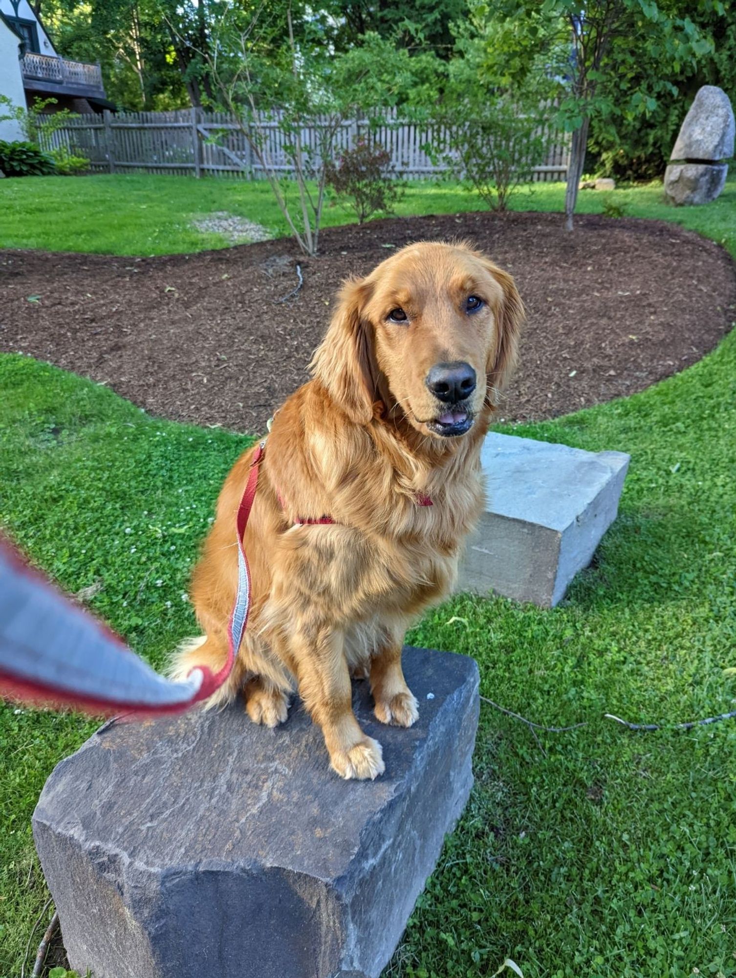 Golden retriever sitting on a rock and smiling for the camera