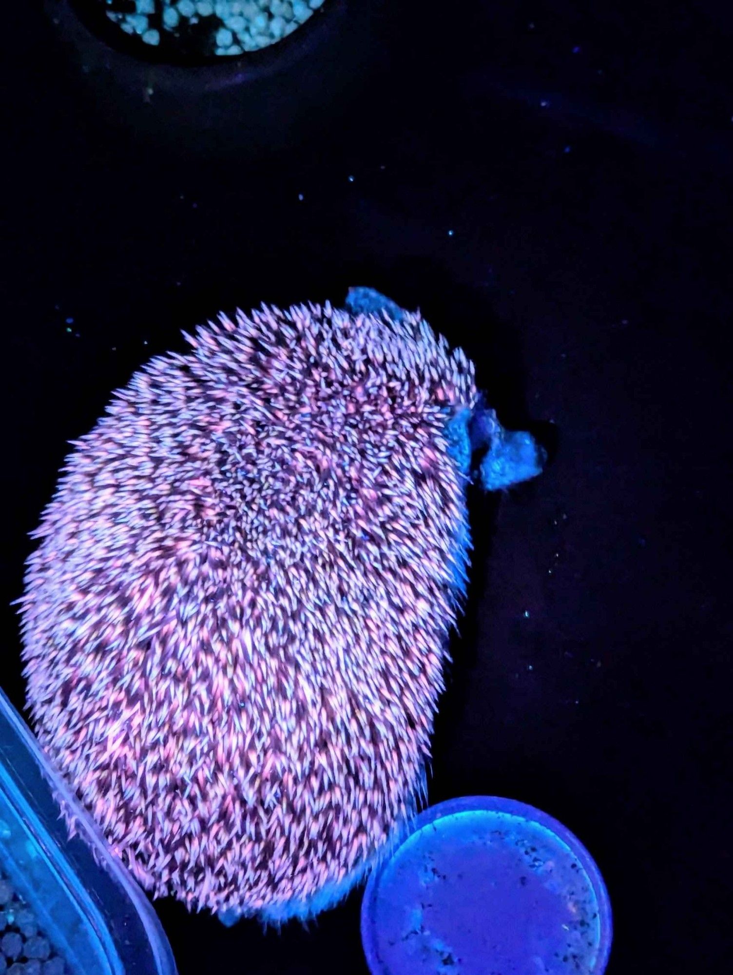 A picture of a hedgehog under UV light. Her spines are white-orange and she's next to a glowing dish that formerly contained larva. Tasty tasty larva.