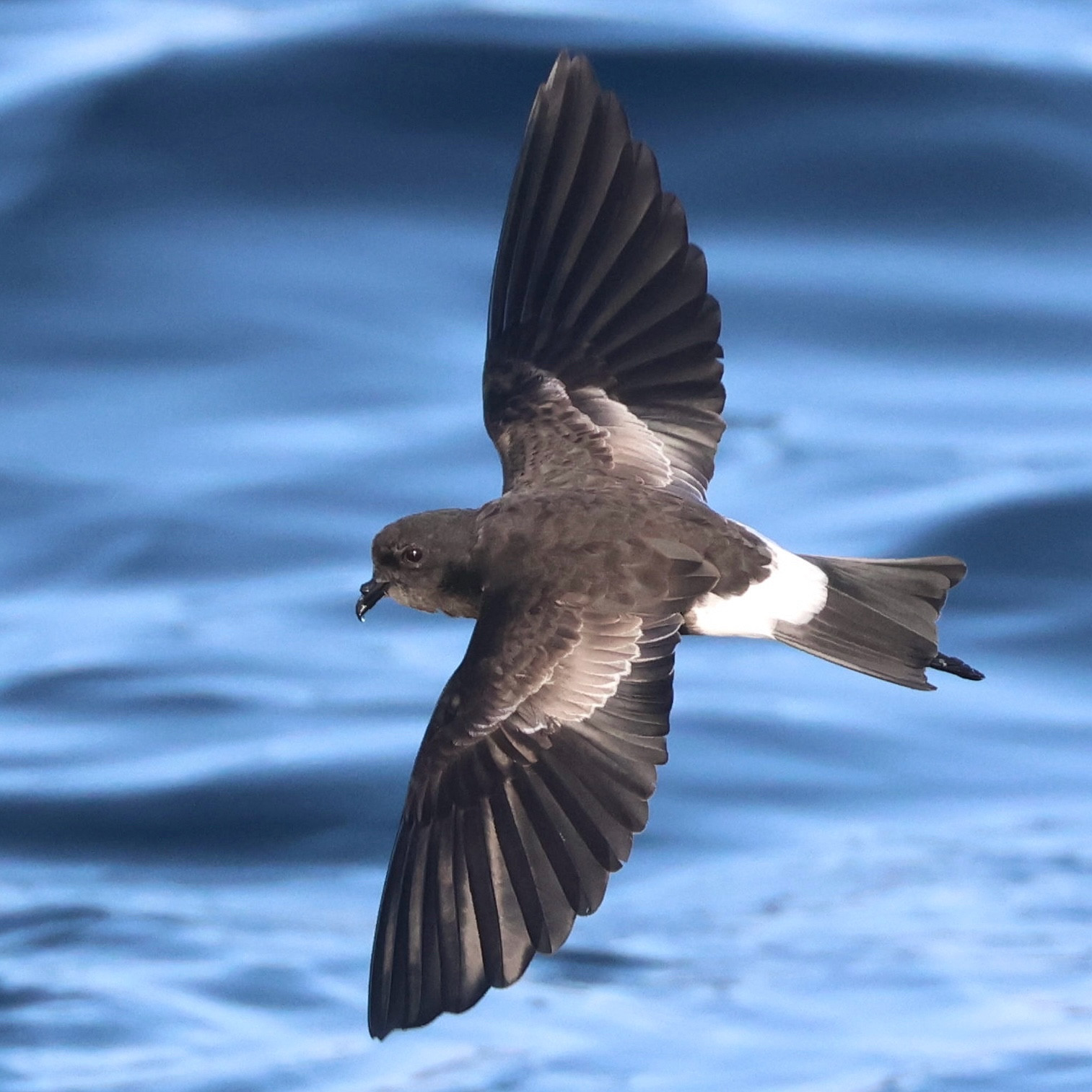 Wilson’s storm-petrel. 11 Sep 2024.