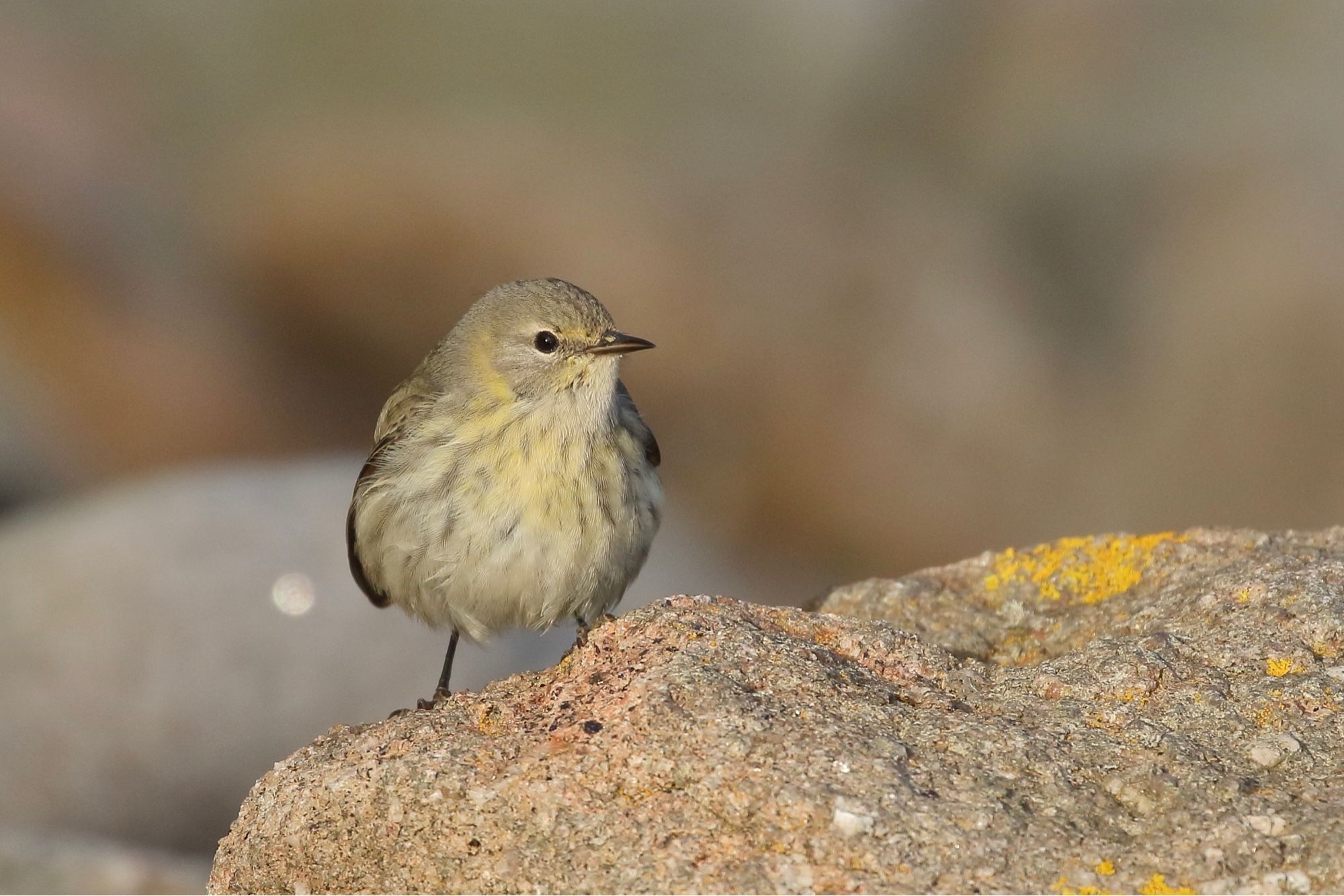 Cape May Warbler - Bryher, Isles of Scilly