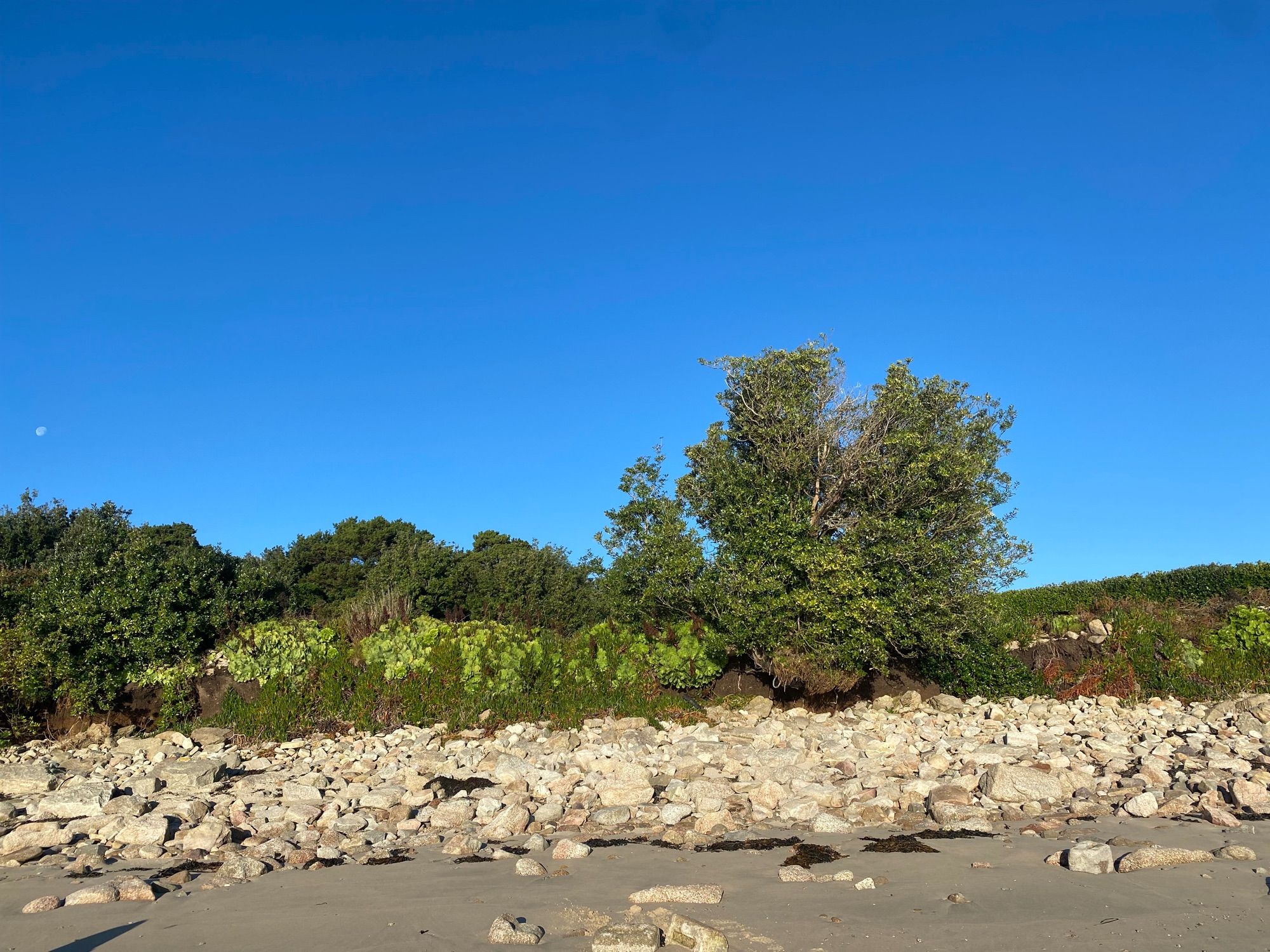 The Cape May Warbler’s ‘base’ for the past three weeks at Green Bay, Bryher