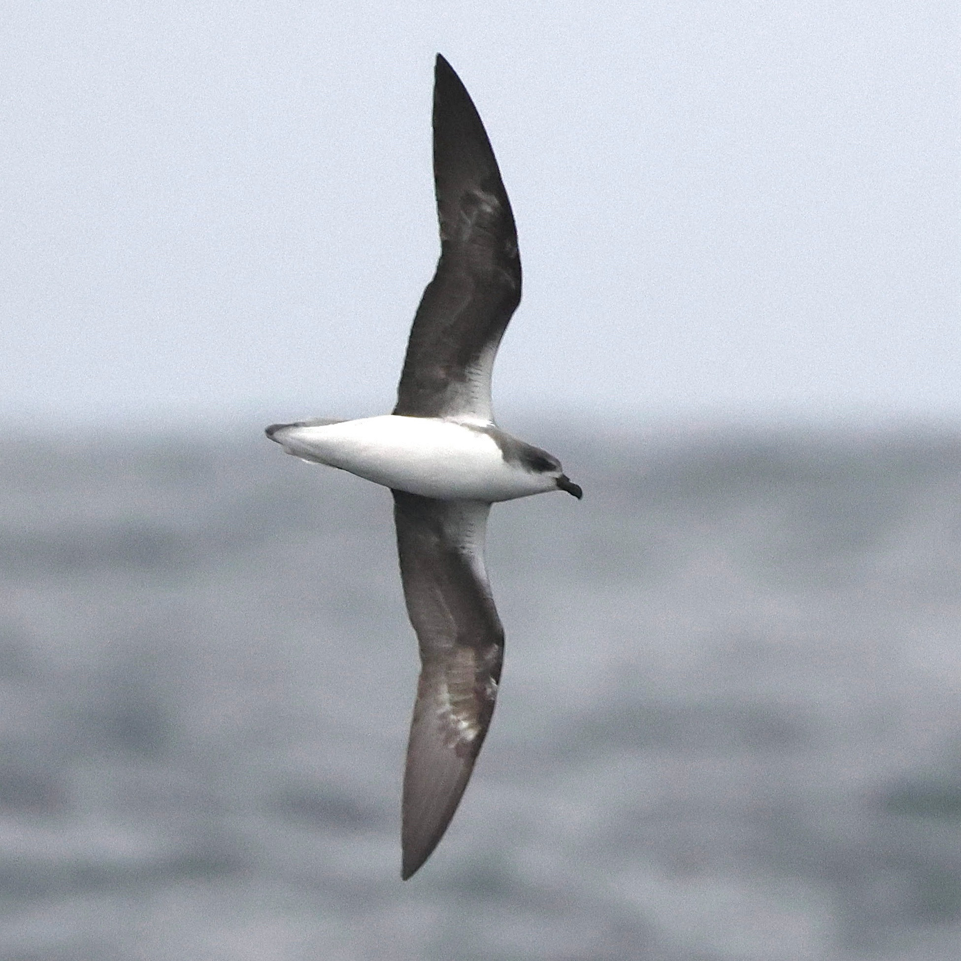 Fea’s-type petrel. 11 Sep 2024.