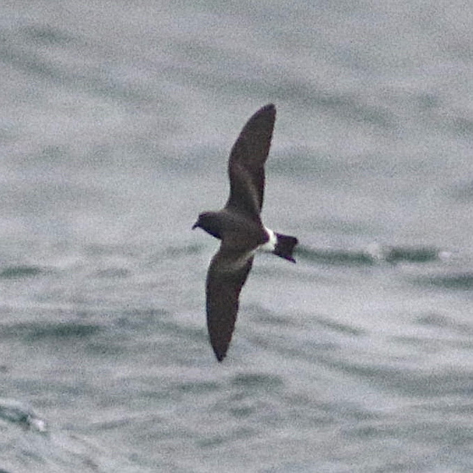 Band-rumped (Madeiran) storm-petrel. Photo by Jake Everitt. 10 Sep 2024.