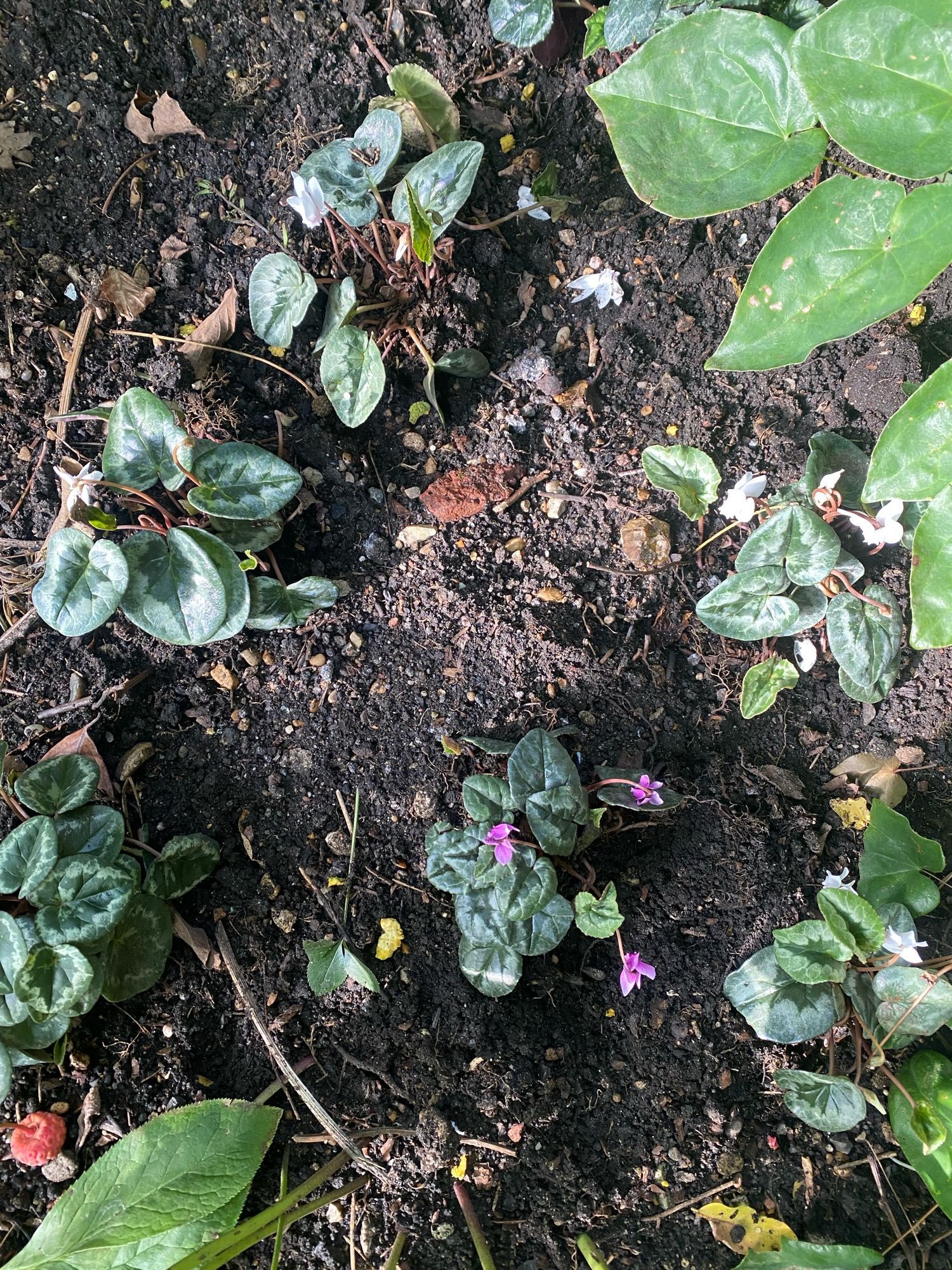 Bare ground in the garden, fallen leaves, a bird’s feather and several cyclamen. Three pink flowers are out, the rest are still in bud.