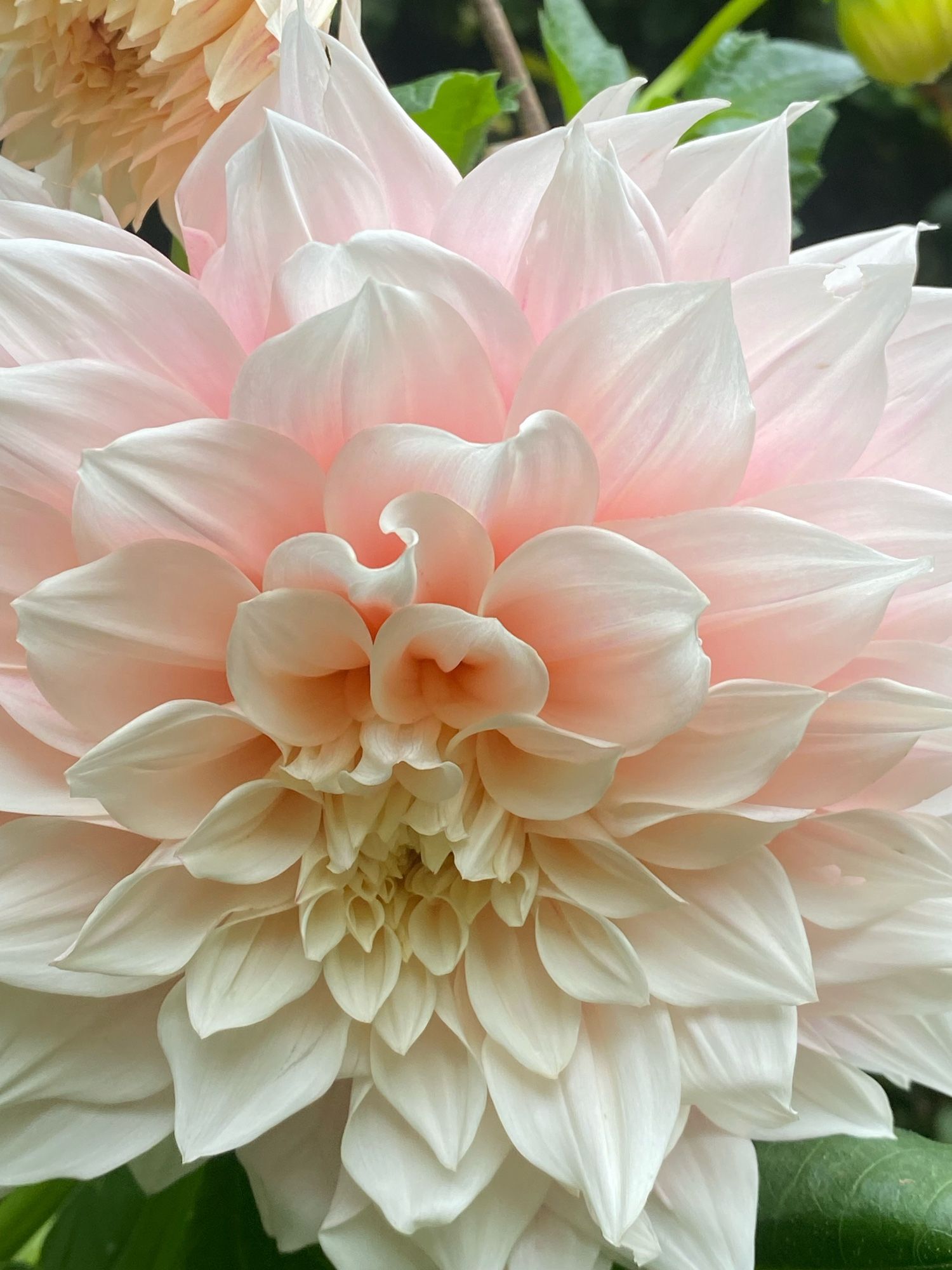 Dahlia Café au Lait in my London garden. The palest pink petals fading to ivory. A flower the size of my outstretched palm, one of several blooming in the garden this week.