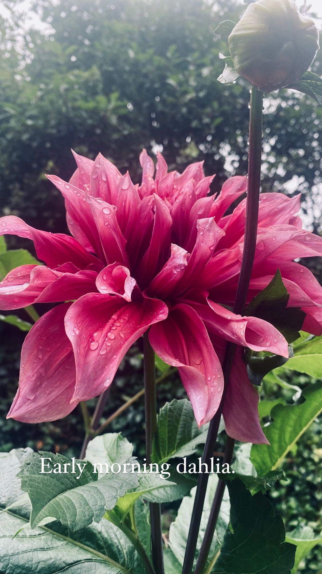 A plum coloured dahlia, over six feet tall, variety unknown. It could be a variation of the usually brighter Emory Paul.