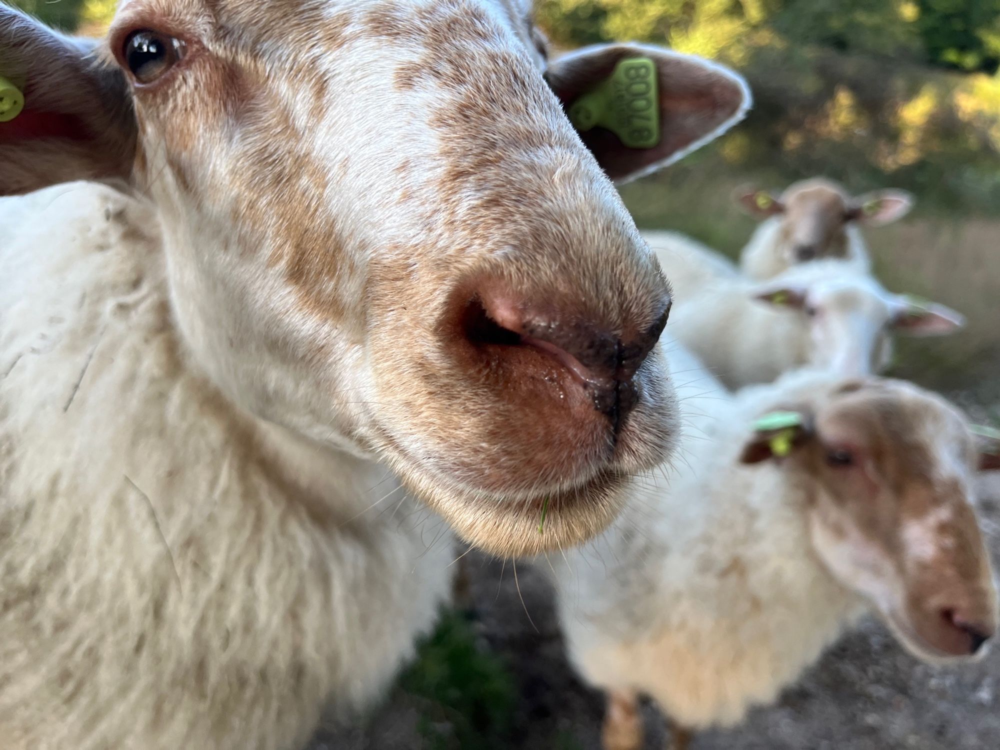 Four sheep, one of which is exceedingly close to the camera, gaze into the lens.