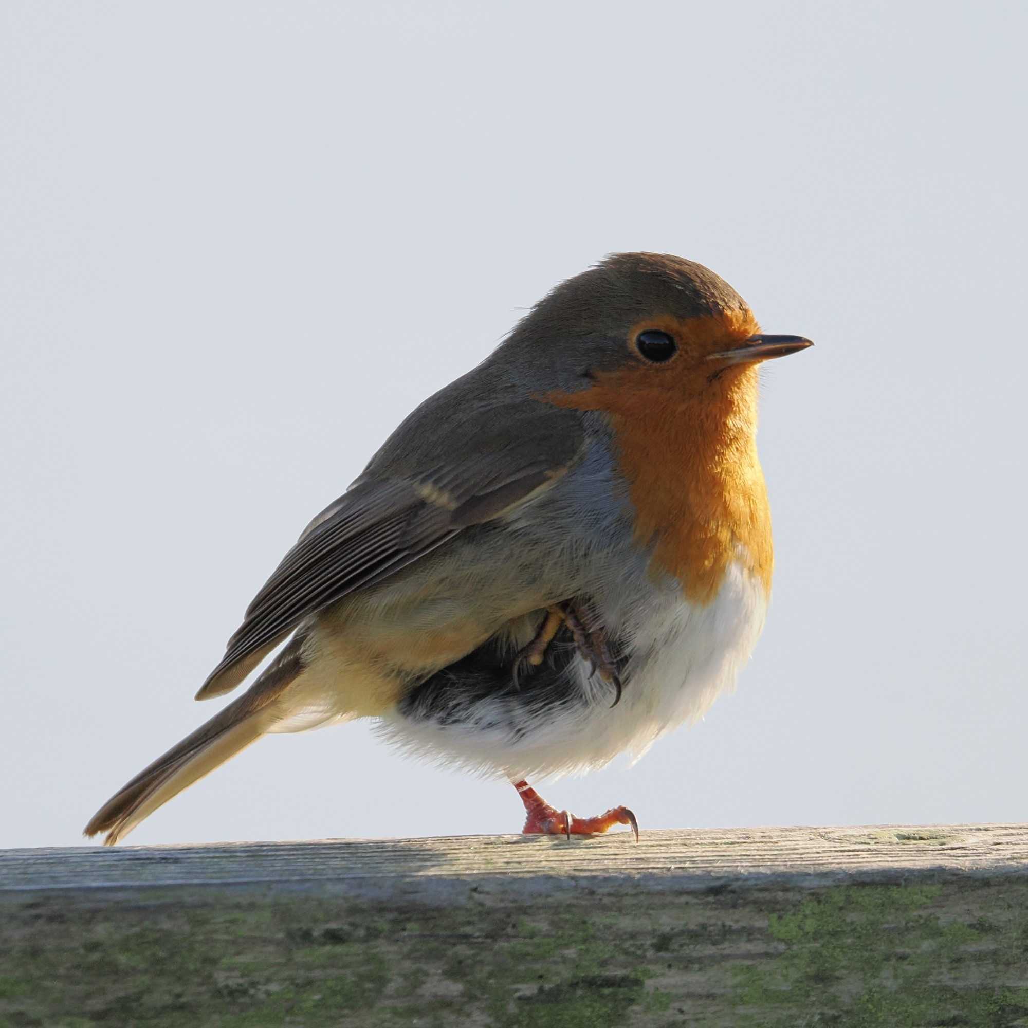 A robin perches facing left to right. It has its right foot tucked up amongst its feathers.