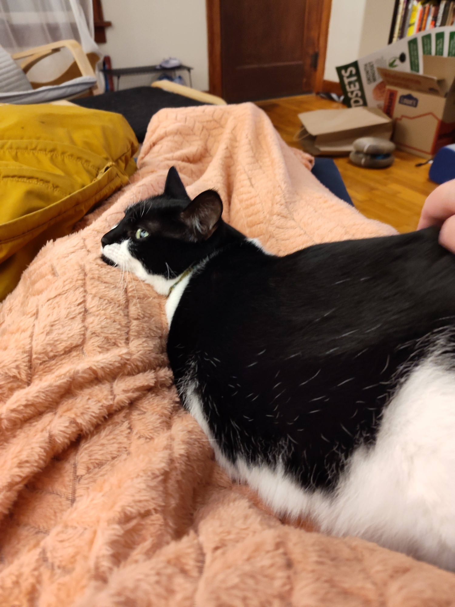 Calliope, a black and white cat, getting butt scritches. Her rear is closer to the camera, making it look fairly large. She is on a peach-colored blanket draped over my legs.