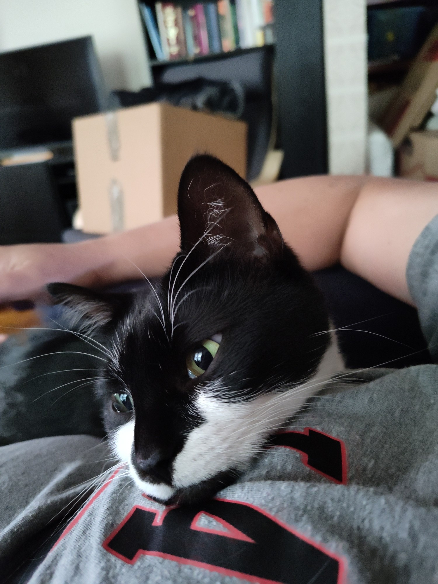 Black and white cat with green eyes looking past the camera, resting her head on her person's chest. That person's arm is visible behind the cat.