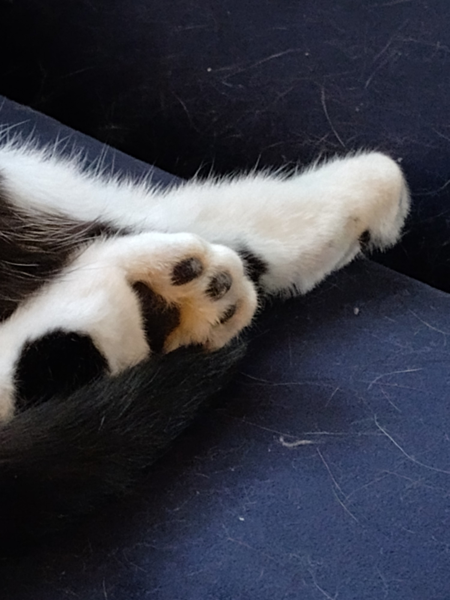 Close up of a black and white cat's back paws. The paws are mostly white with some black splotches and black toe pads.