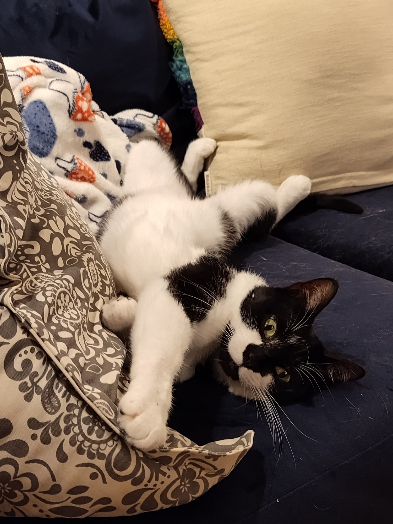 Black and white cat stretches on a dark blue couch and next to a gray and white pillow. She is twisting so that her front half is resting on her left side and her back half is stomach up. She looks at the camera with light green eyes.