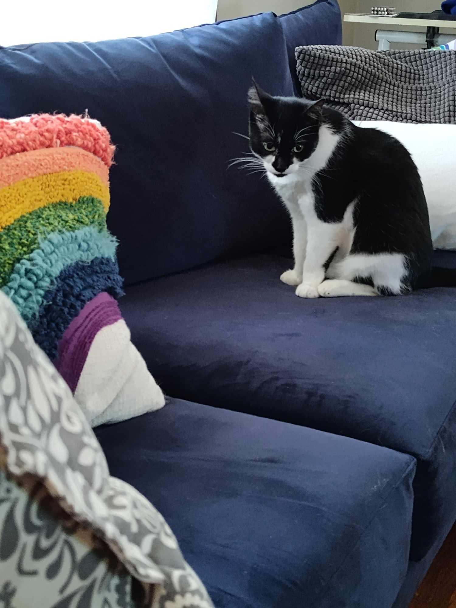 The same black and white cat sitting on a dark blue couch. She does not look at all heavy in this picture.