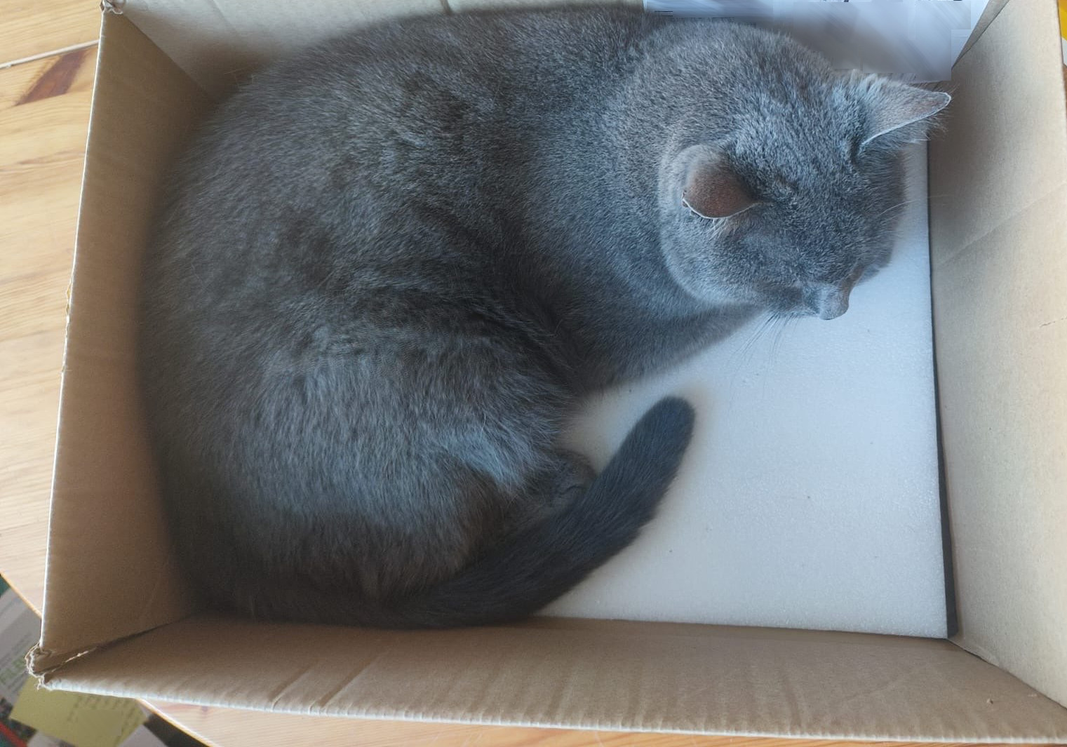 Cat in a box