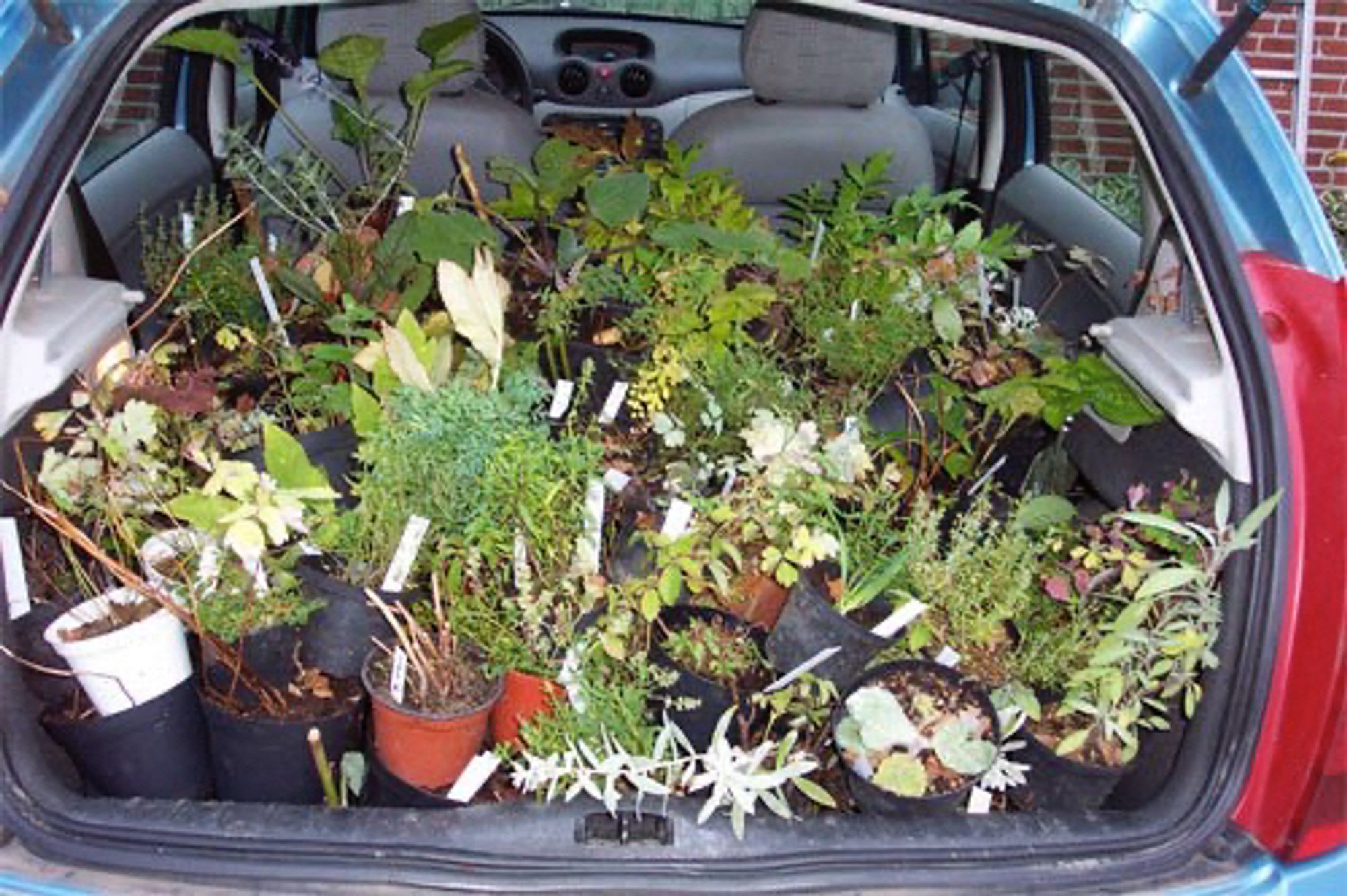 Car full of houseplants and they look like they’re dying