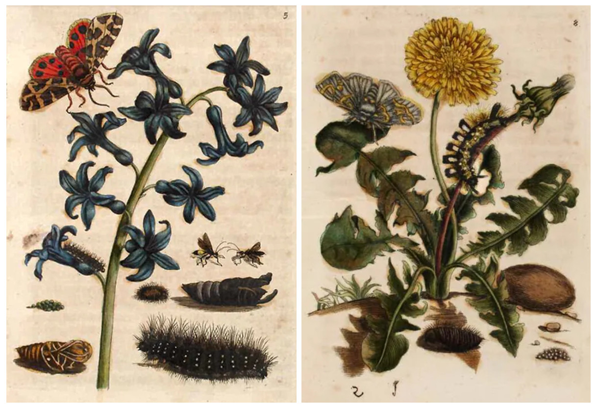 the metamorphosis of the garden tiger moth, its plant host, and parasitic wasps, and life cycle of the Dark Tussock moth on its host plant, the dandelion - two illustrations by Maria Sibylla Merian, both published 1679