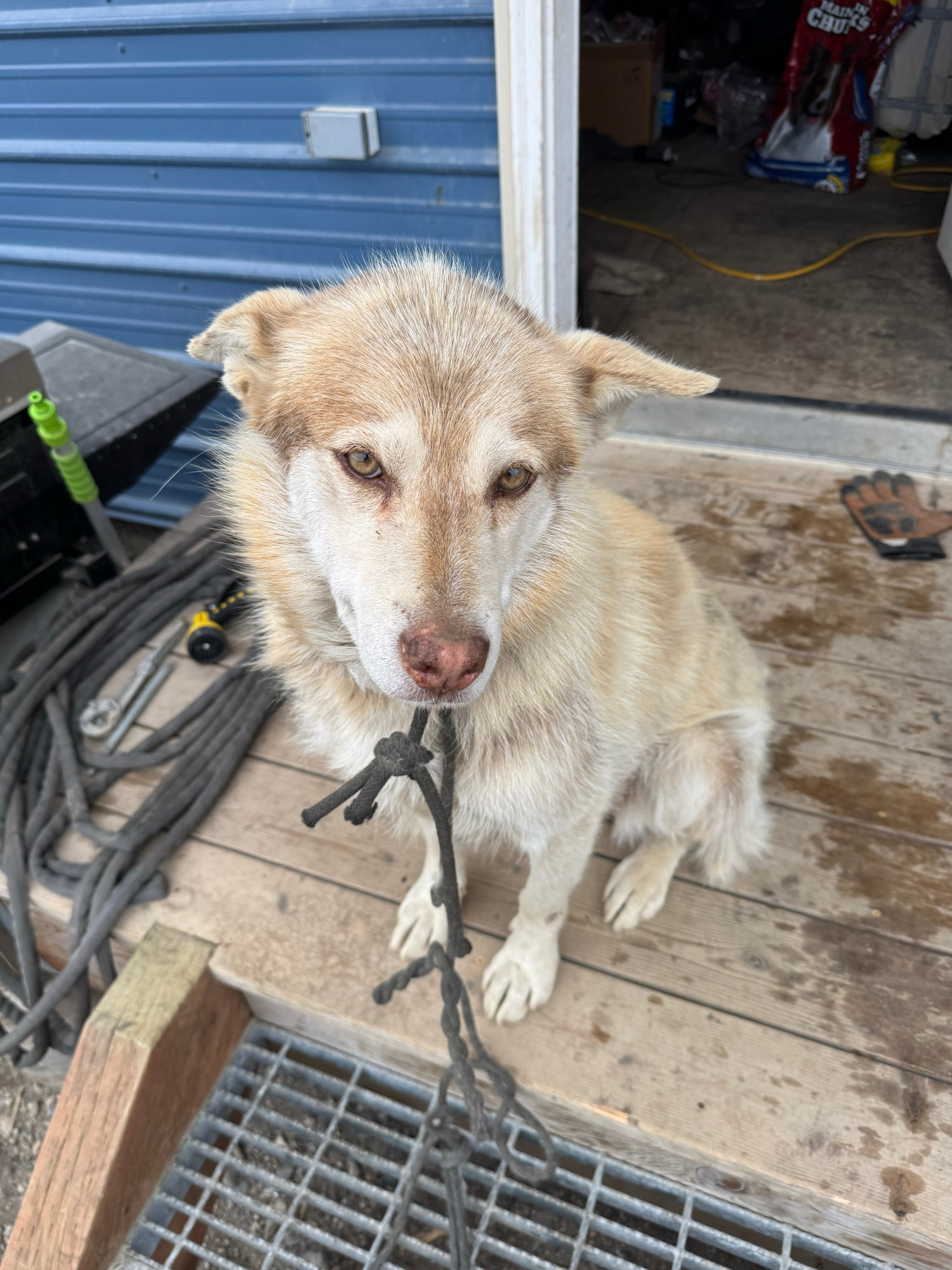 A beautiful older arctic dog named Jaxy sitting on the front steps on Front Street in Kotz. She is a good working dog that has lived a good but hard life.