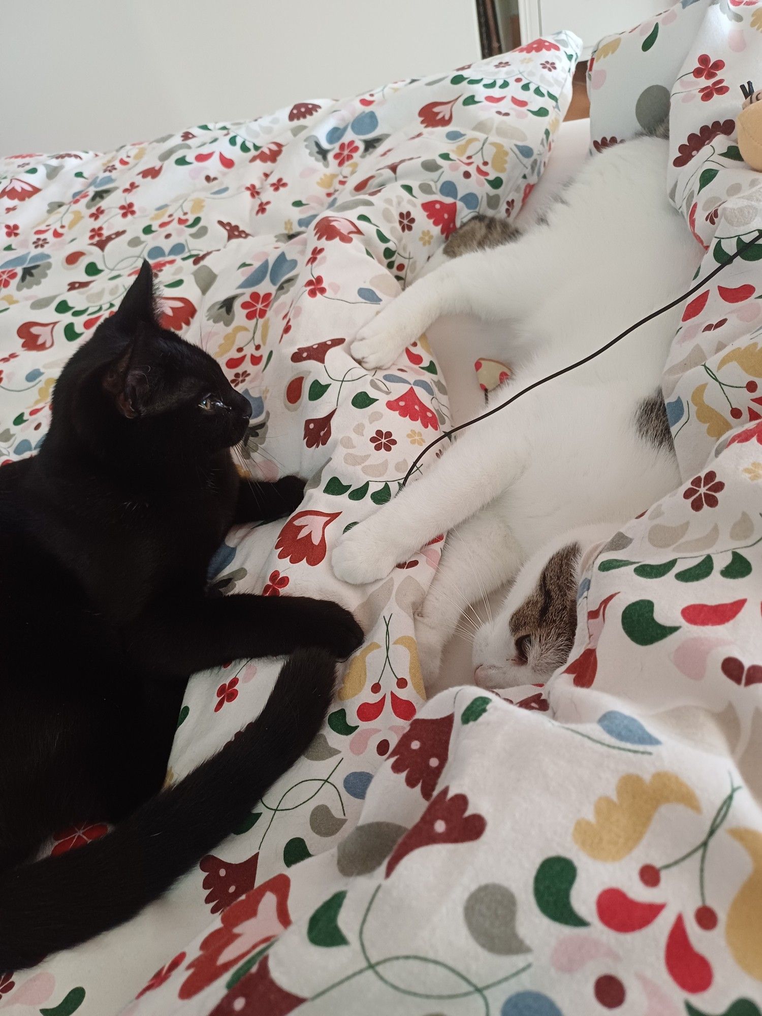 A white cat and a black cat on a bed, the white cat is in between 2 ruffled duvets while the black cat looks on ready to join in