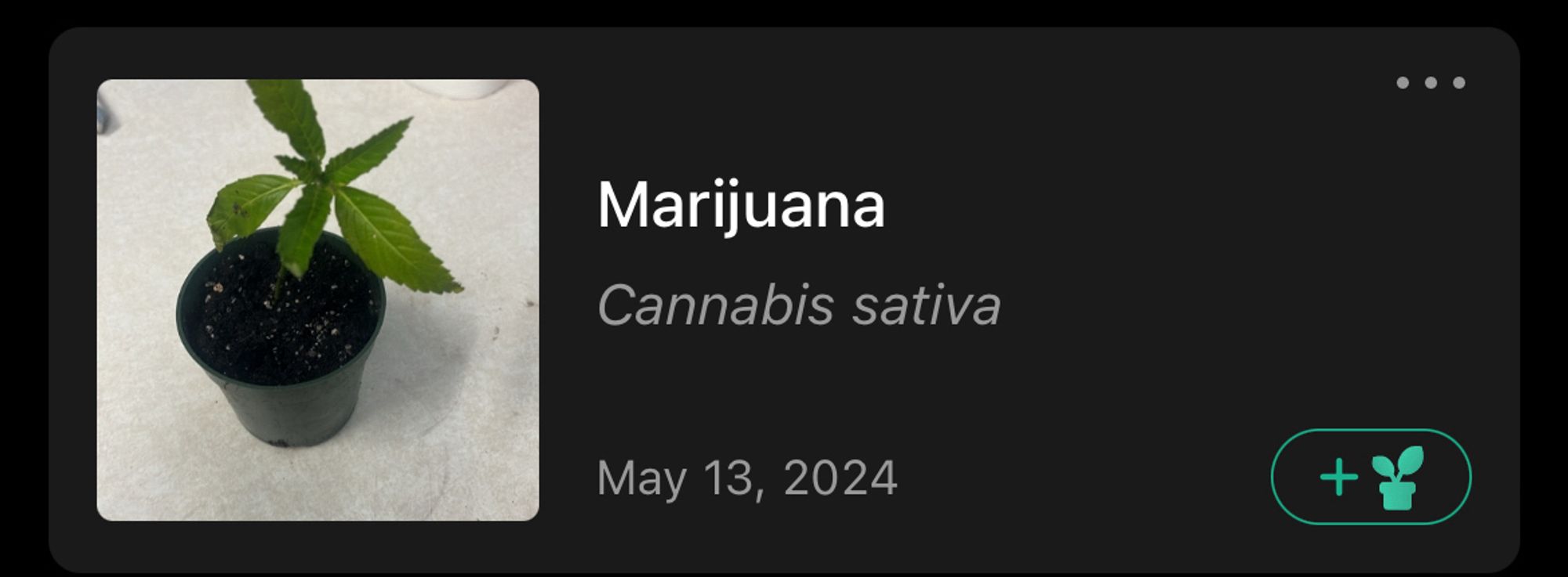 Small damiana cutting in a plant pot, labeled “marijuana” by a misguided plant identifier app. 