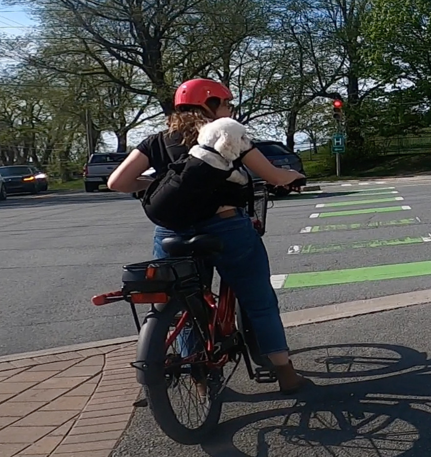 An image of someone on a red e-bike waiting at an intersection of a bike lane and a street. The rider has a white dog in a black backpack on their back and is wearing a red helmet. The dog is looking over the rider's shoulder. There are trees in the background and a blue sky. The traffic light in the distance is red.