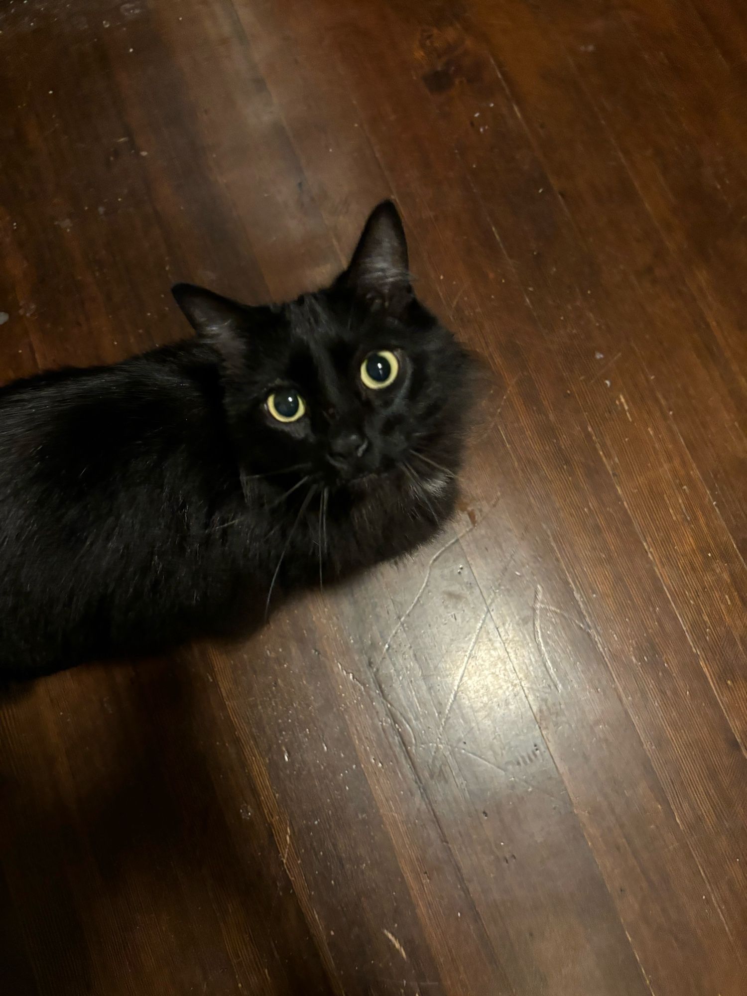 A black cat stands on wooden floor (in the way of course) and looks up expectantly