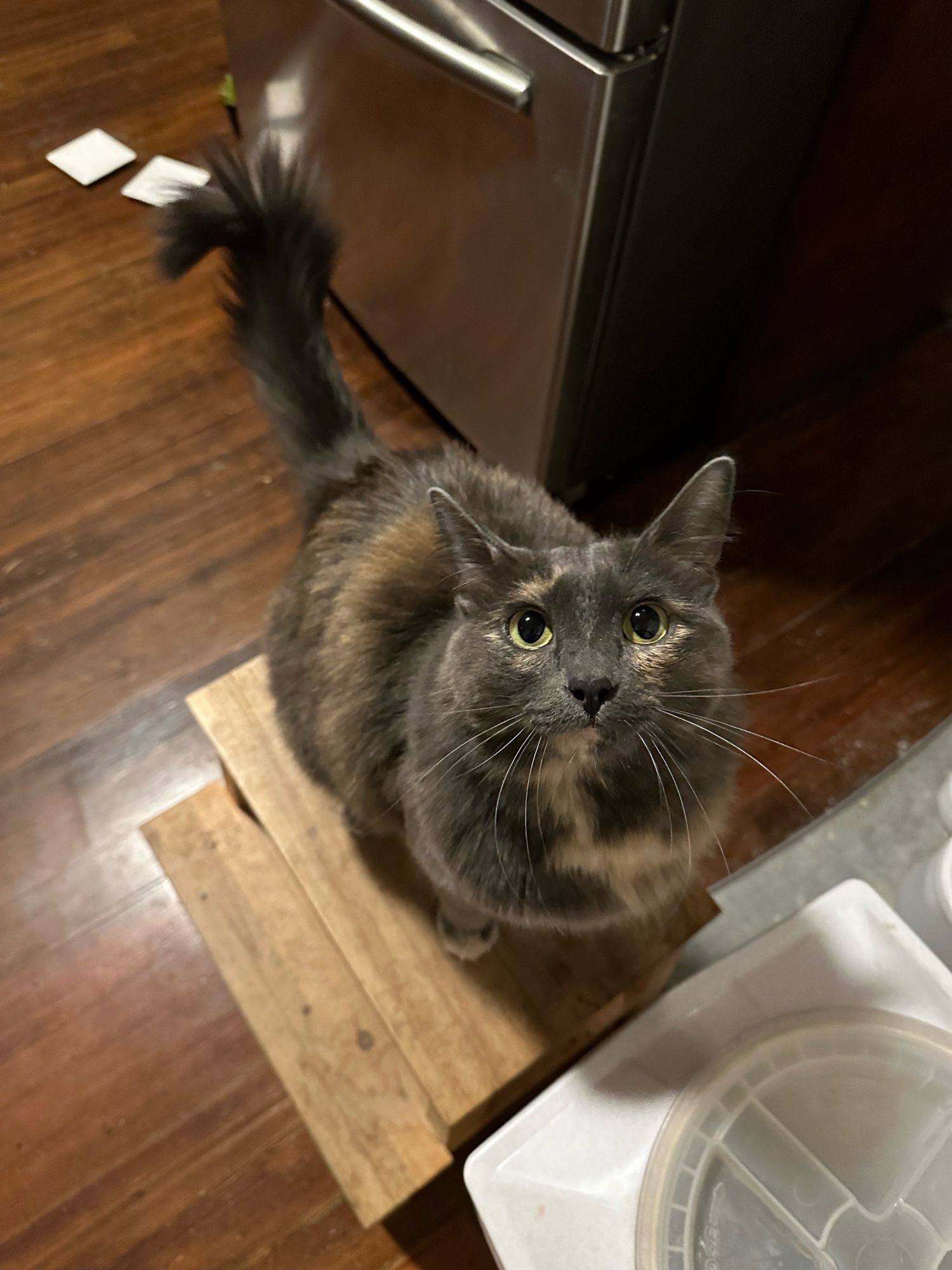 A dilute tortie sits on a wooden stool and looks at you in expectation/disappointment