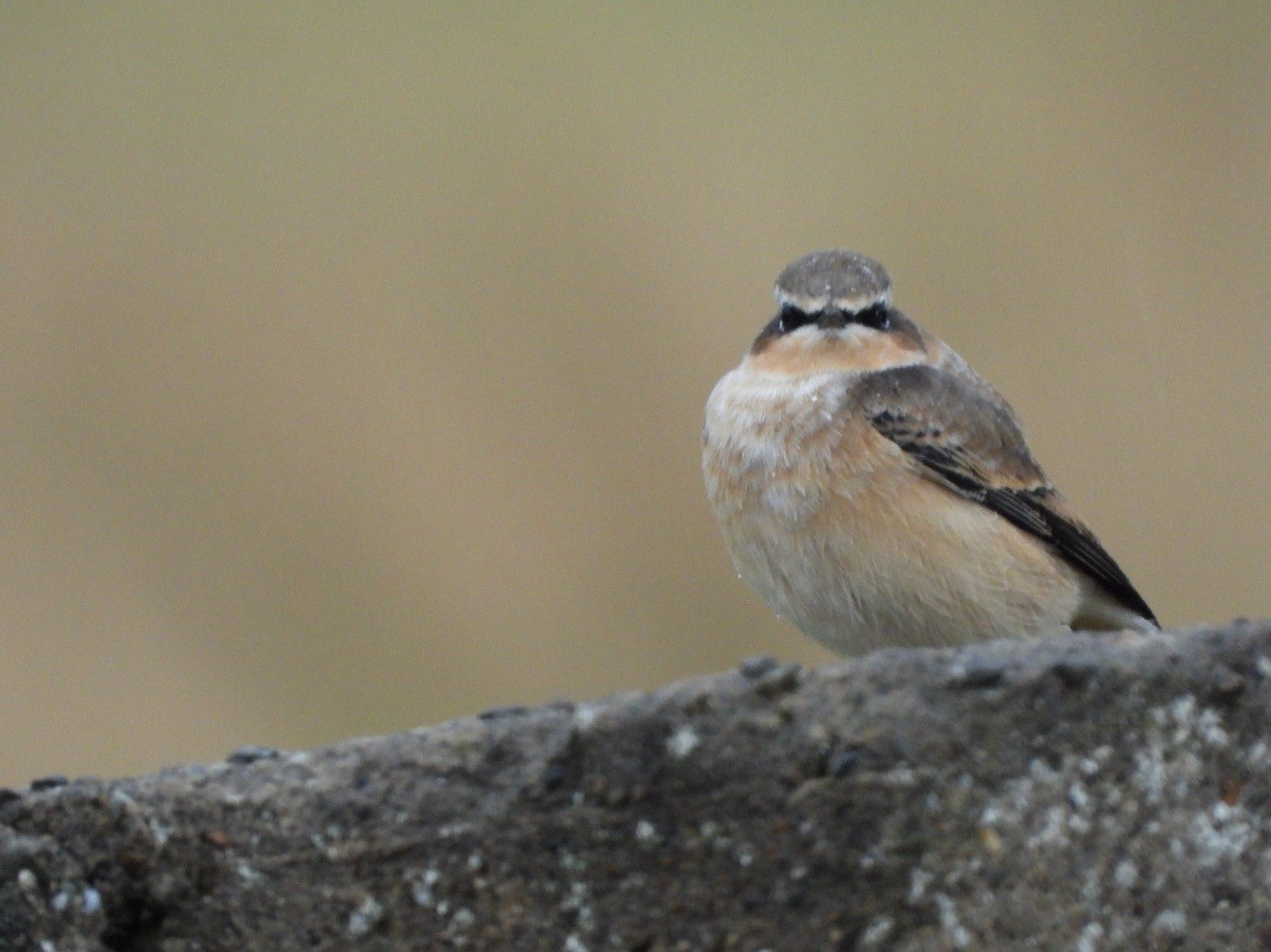 Northern Wheatear