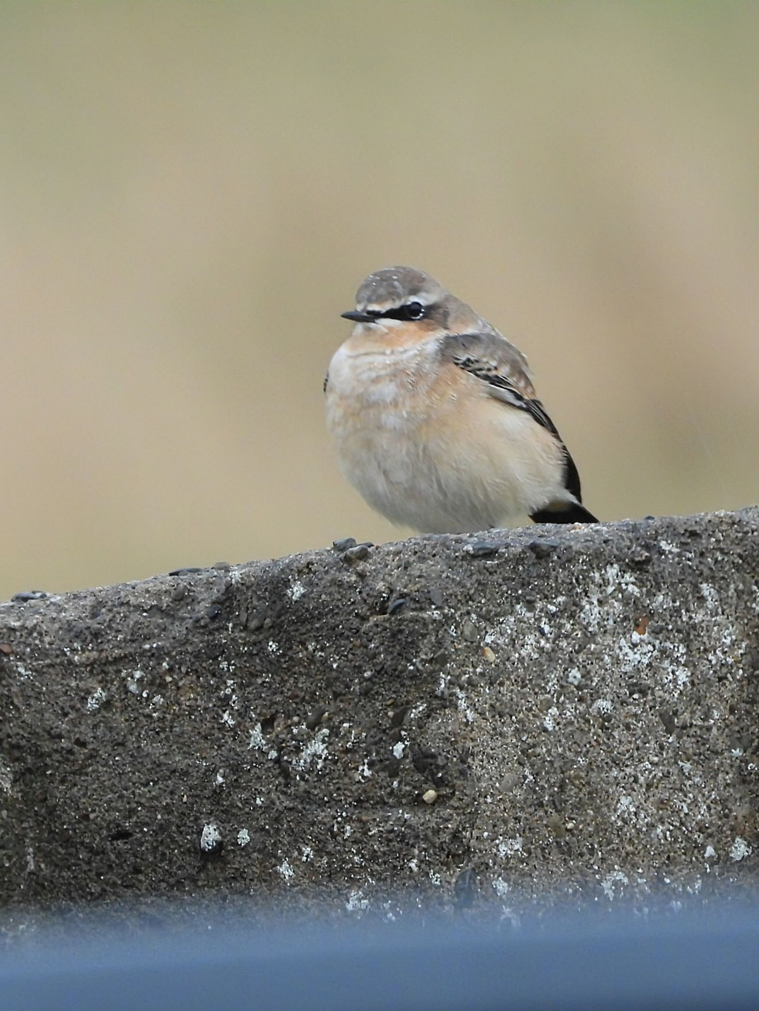 Northern Wheatear