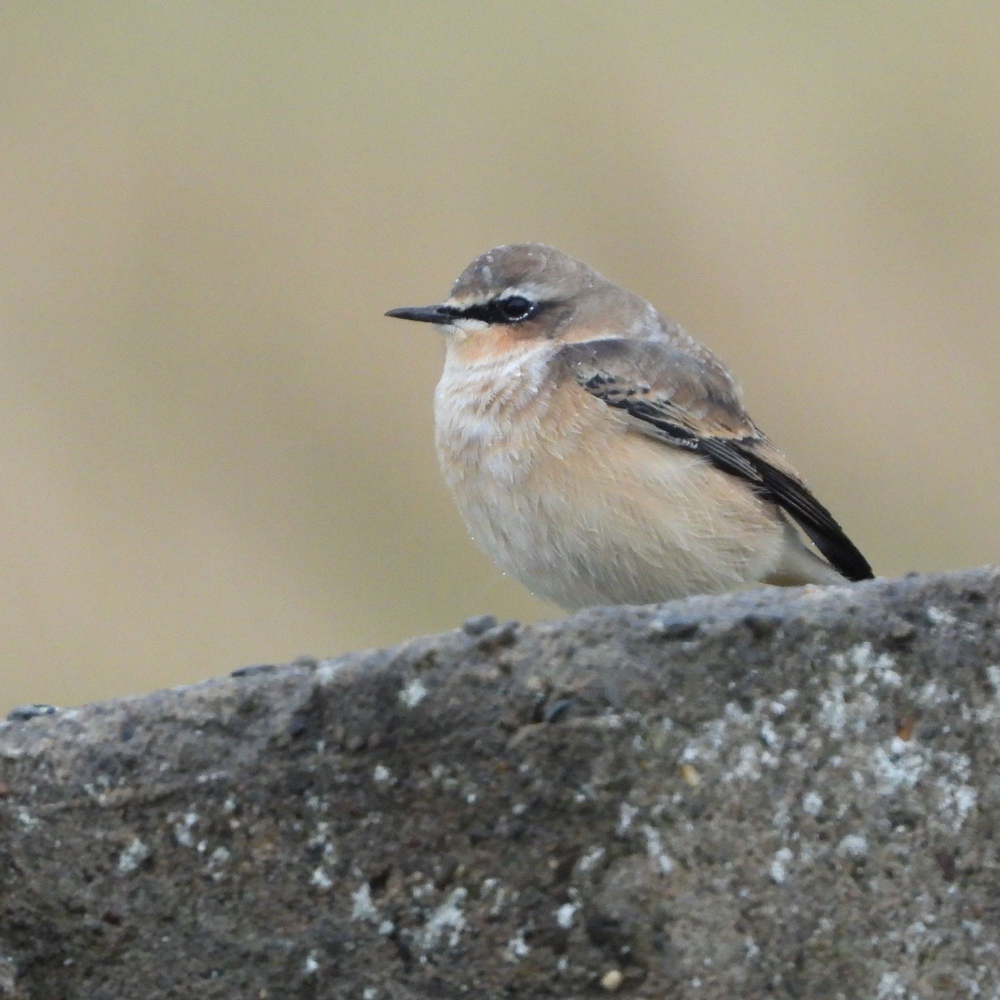 Northern Wheatear