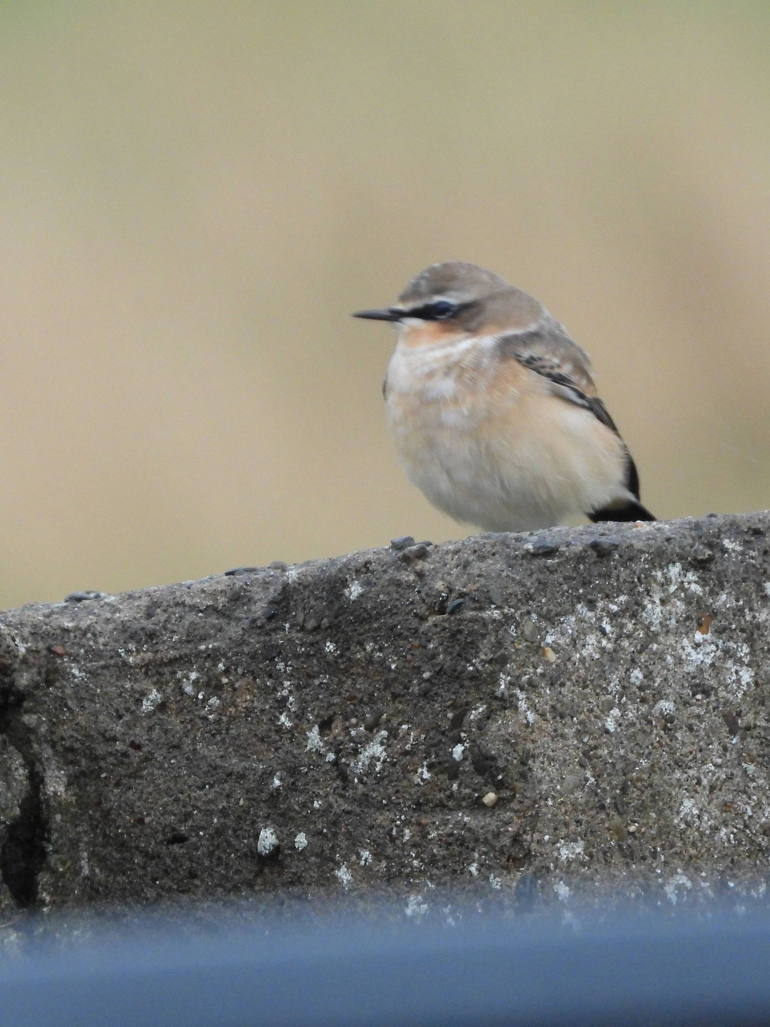 Northern Wheatear