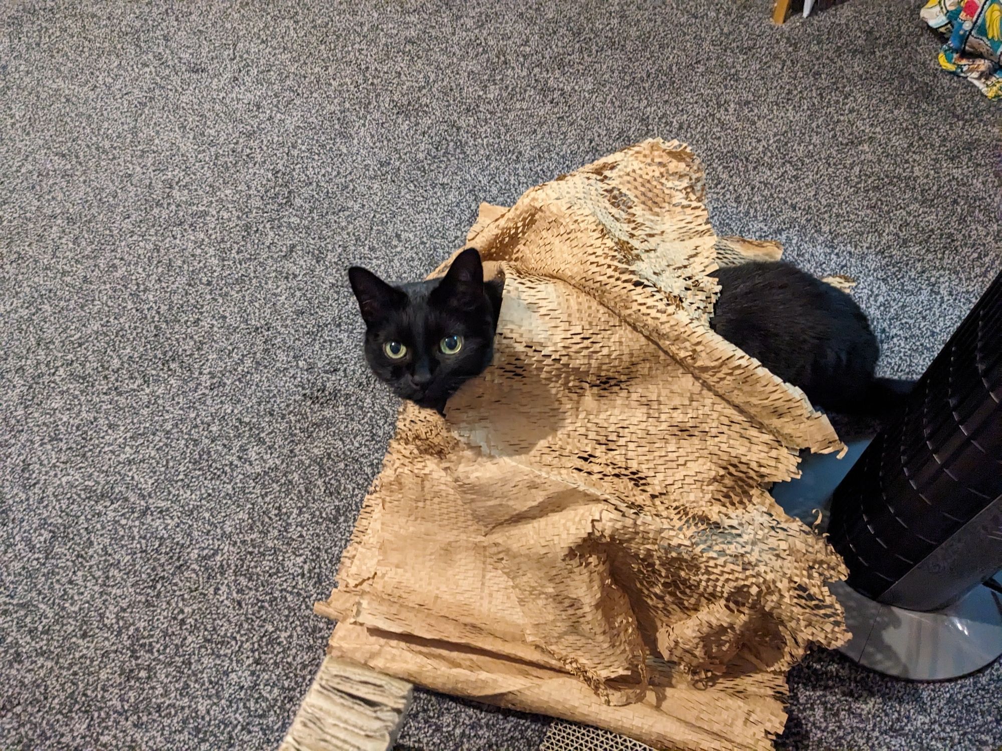 Whiskey the black cat in a pile of honeycomb cardboard. Her face is sticking out on one side, her butt is sticking out on the other.