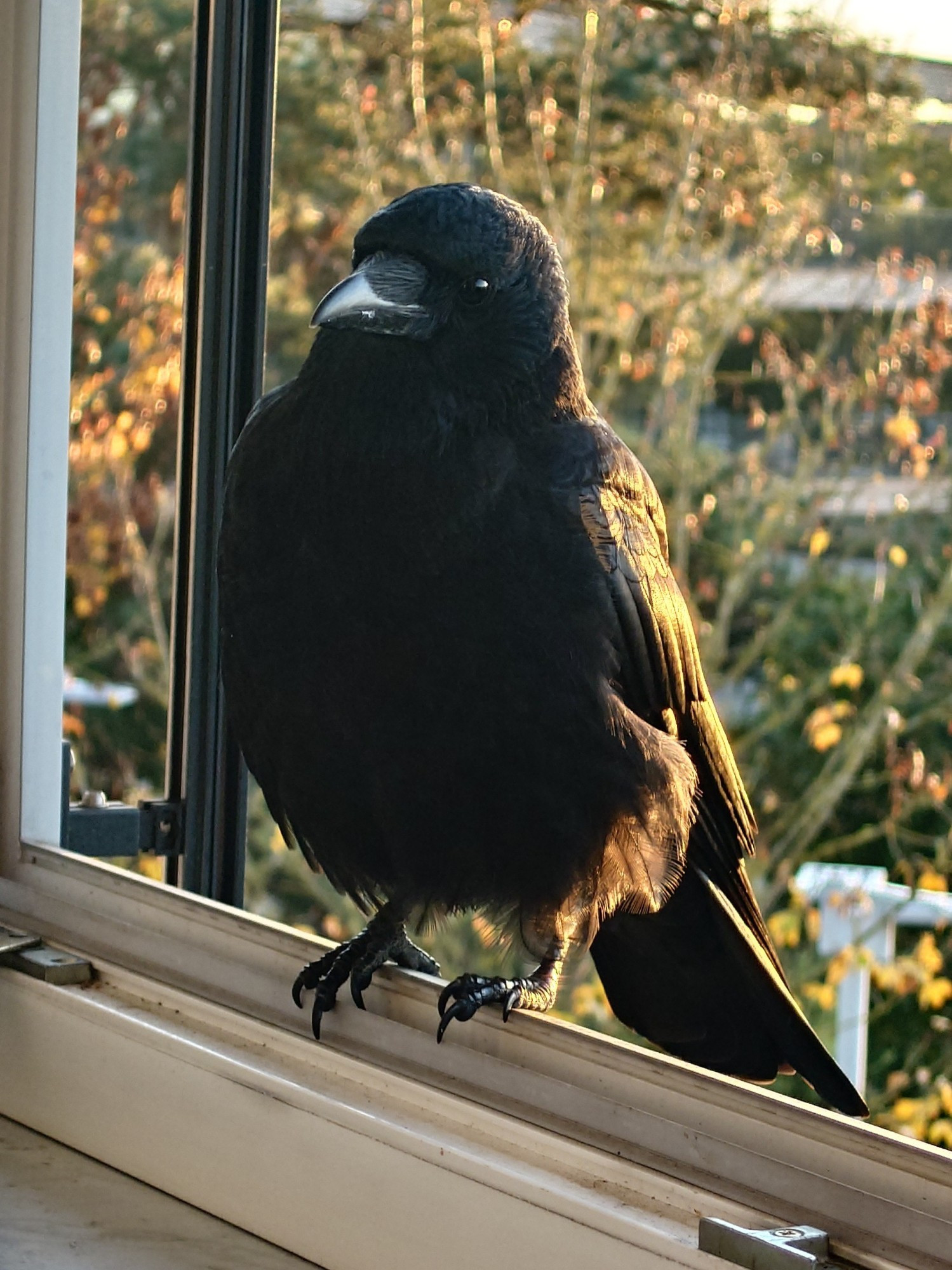 Crow sitting in an open window frame, a bit of golden morning sun reflecting on her feathers.