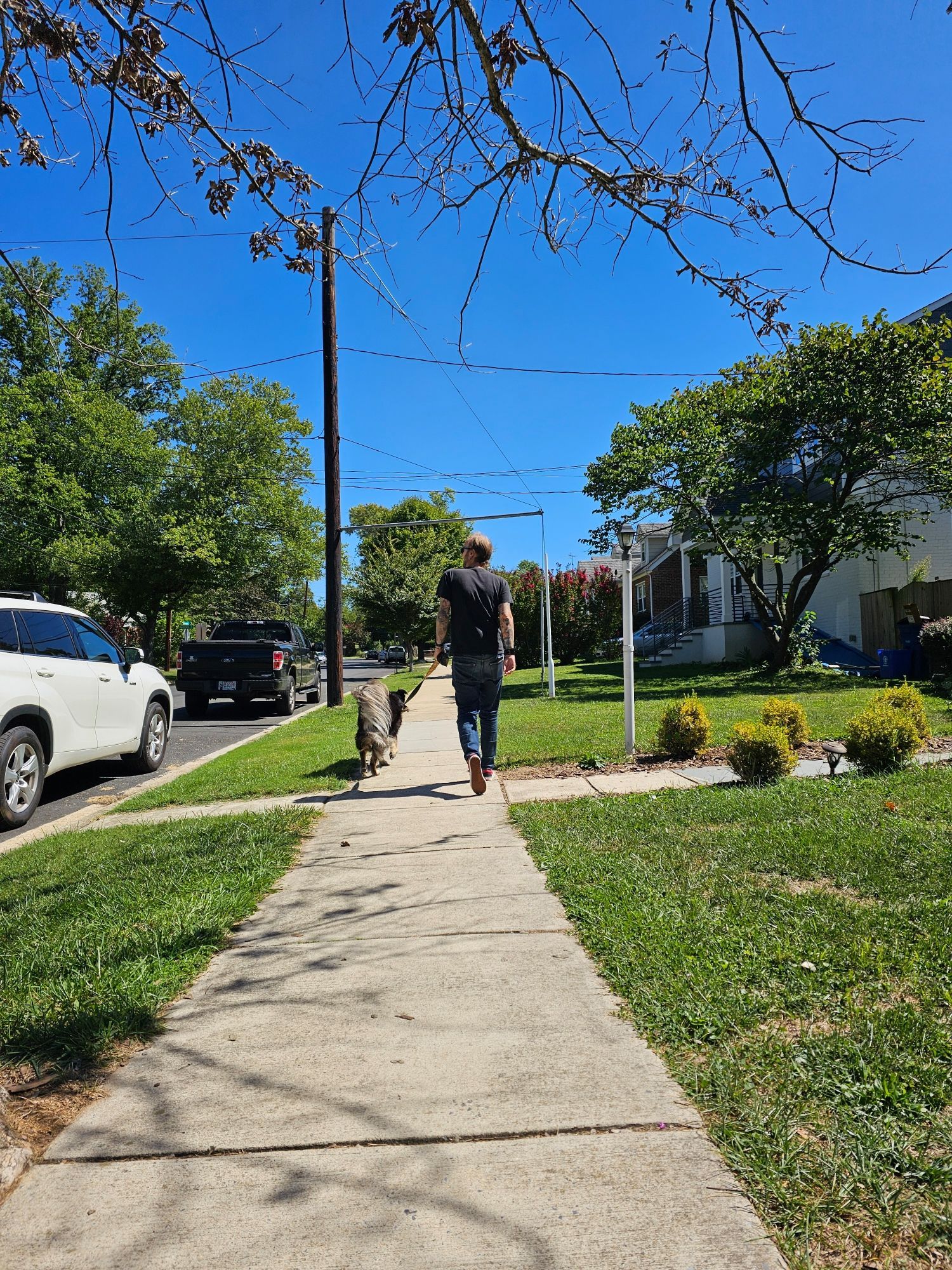 A man walking a fluffy dog from the back.